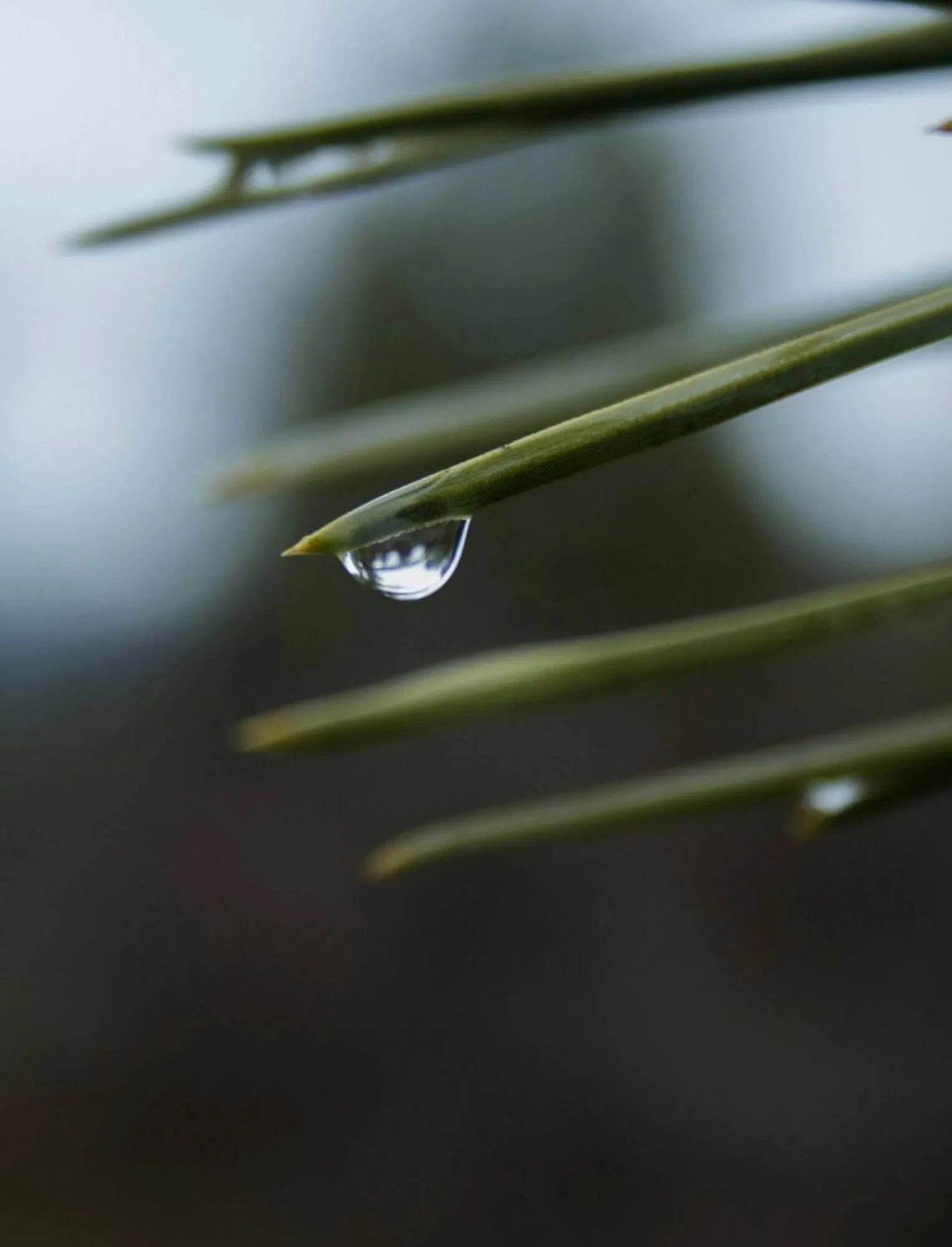 Folheto Folheto Roca de 6 de janeiro até 31 de dezembro 2026 - Pagina 13