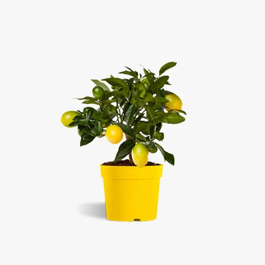 Planta arbusto lyvia 12cm limão CITRINA