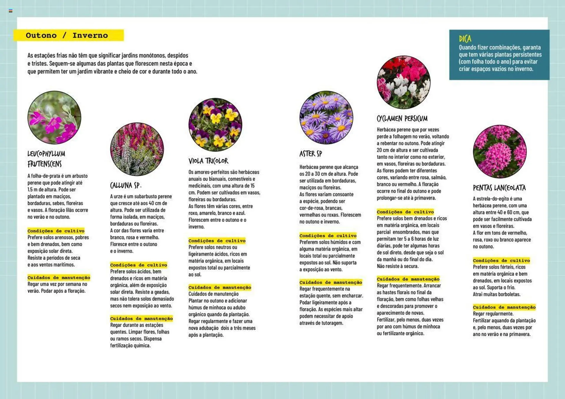 Folheto Folheto Bricomarché Plantas Floridas de 17 de janeiro até 31 de dezembro 2024 - Pagina 3