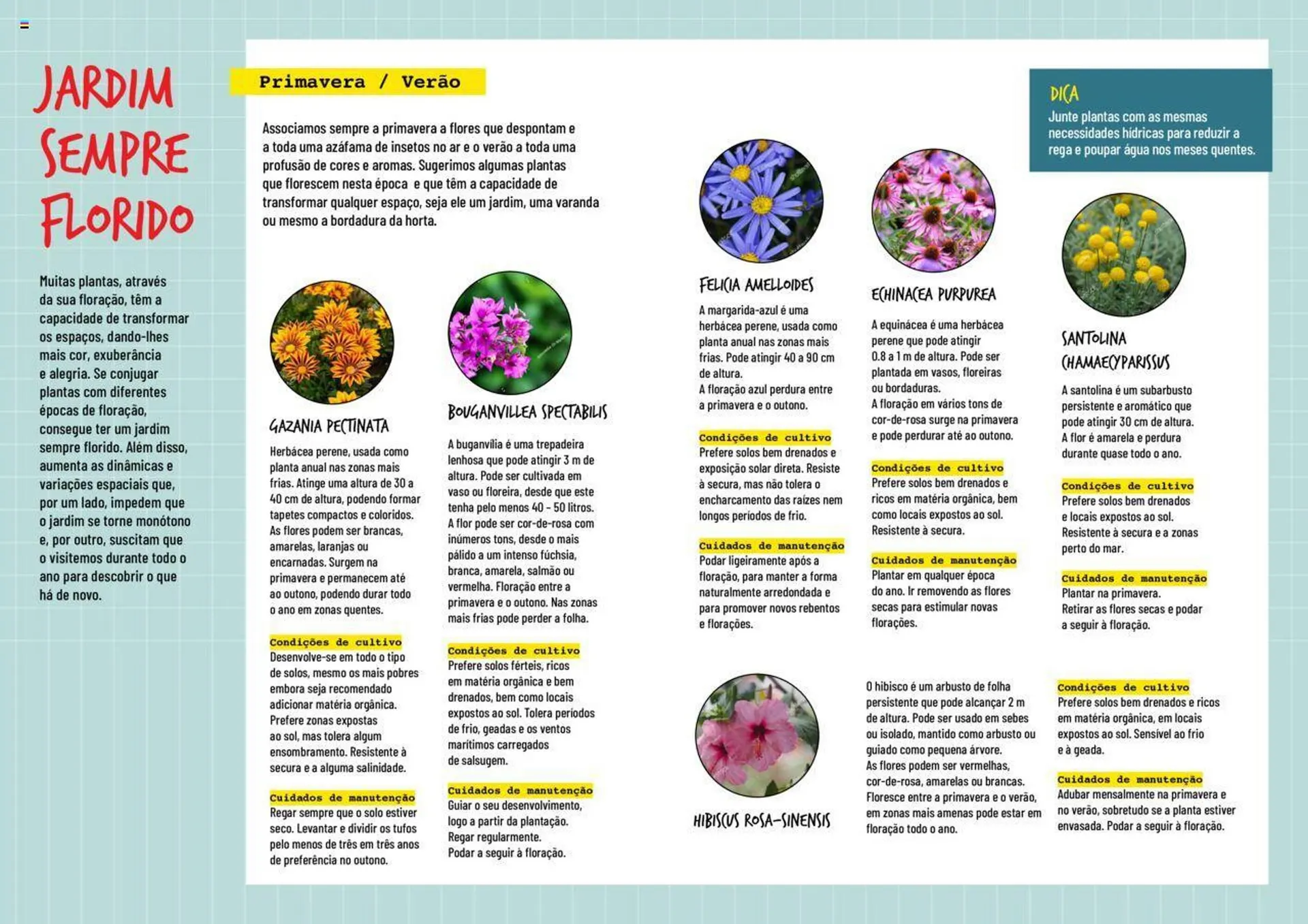 Folheto Folheto Bricomarché Plantas Floridas de 17 de janeiro até 31 de dezembro 2024 - Pagina 2
