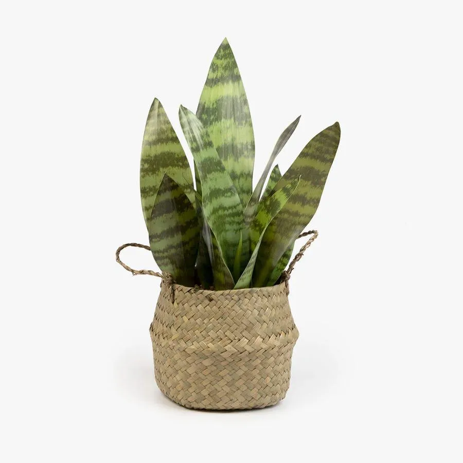Planta artificial sansevieria 40cm THAR