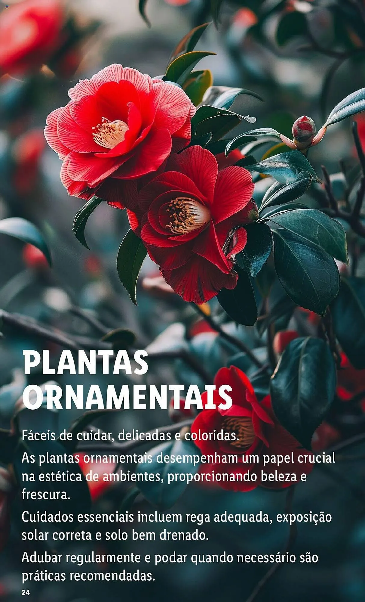 Folheto Folheto Lidl de 4 de março até 31 de março 2024 - Pagina 24