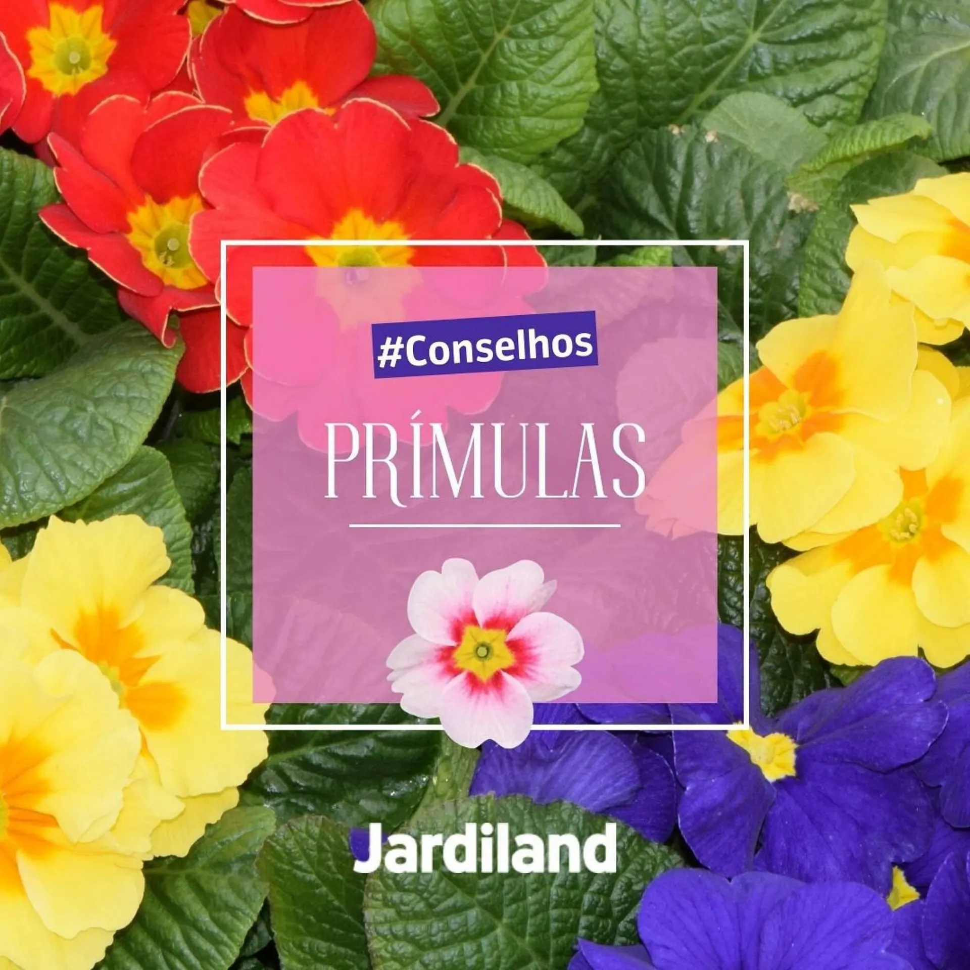 Folheto Folheto Jardiland de 21 de fevereiro até 10 de março 2024 - Pagina