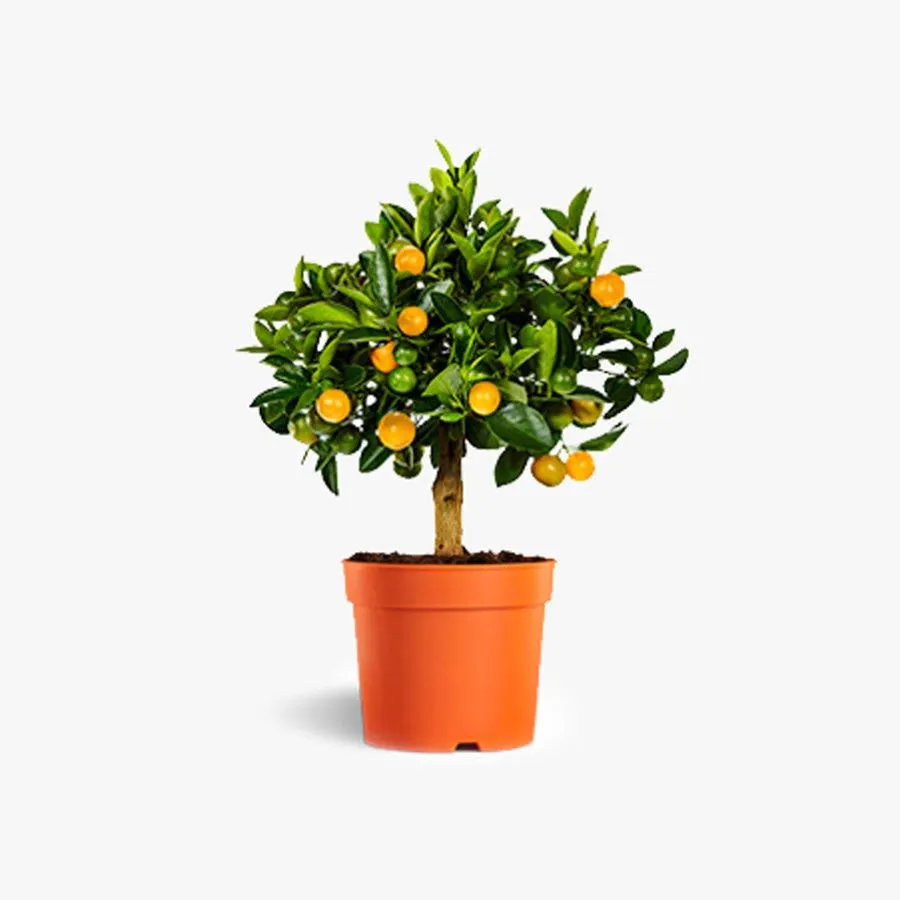 Planta arbusto oriana 14cm laranja CITRINA