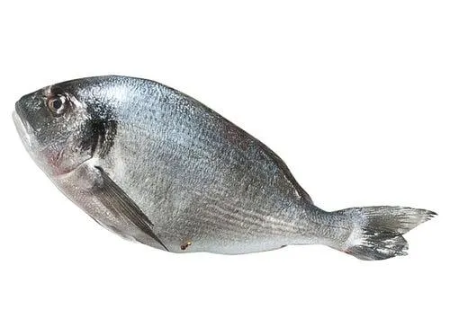 dourada ria de alvor auchan cultivamos o bom kg