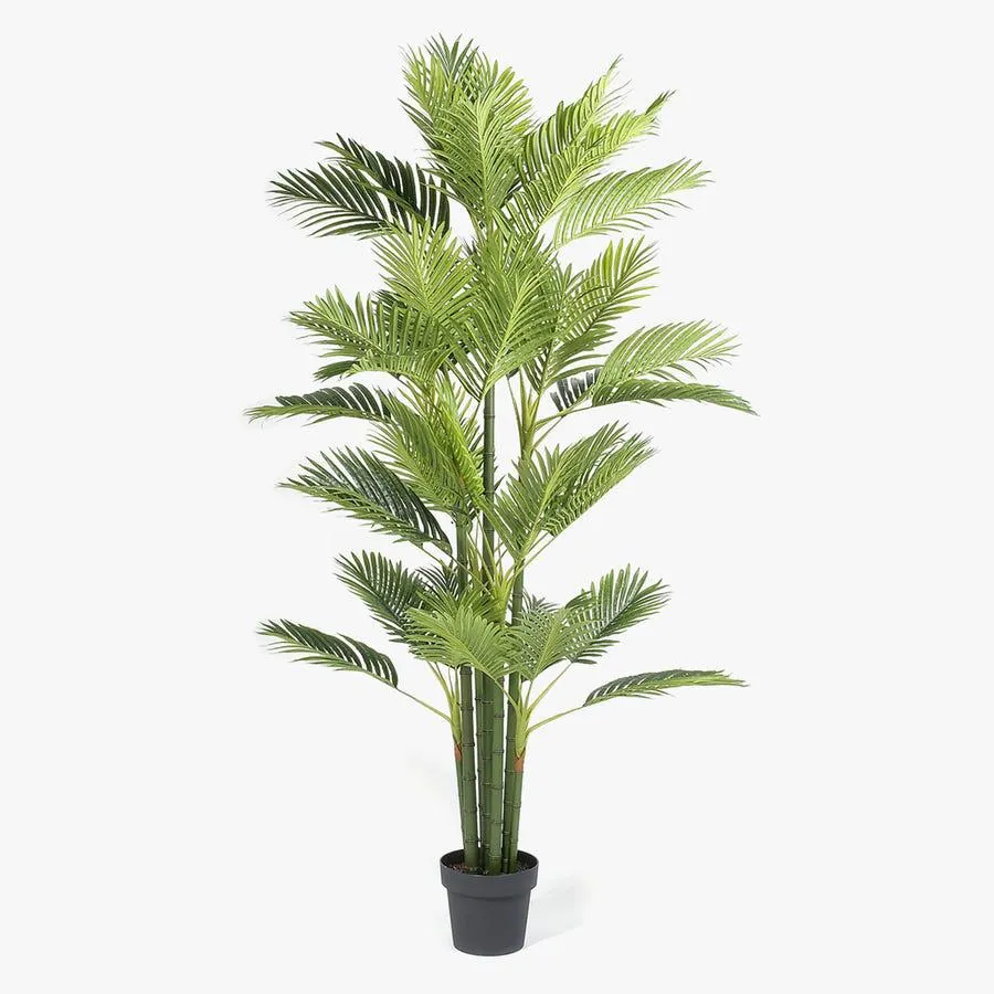 Palmeira-de-Areca 170 cm