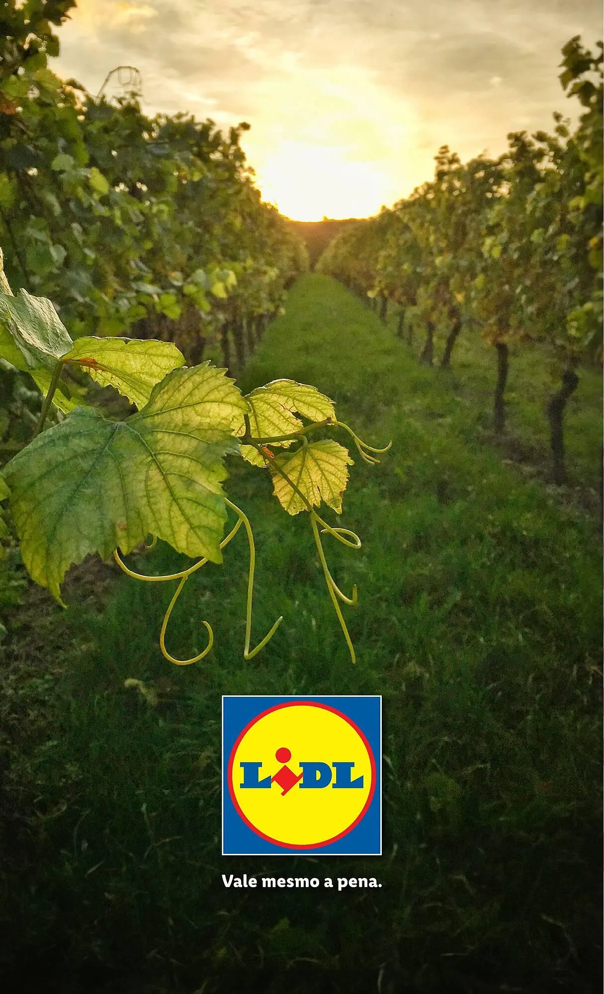 Folheto Folheto Lidl de 26 de janeiro até 22 de fevereiro 2026 - Pagina 32