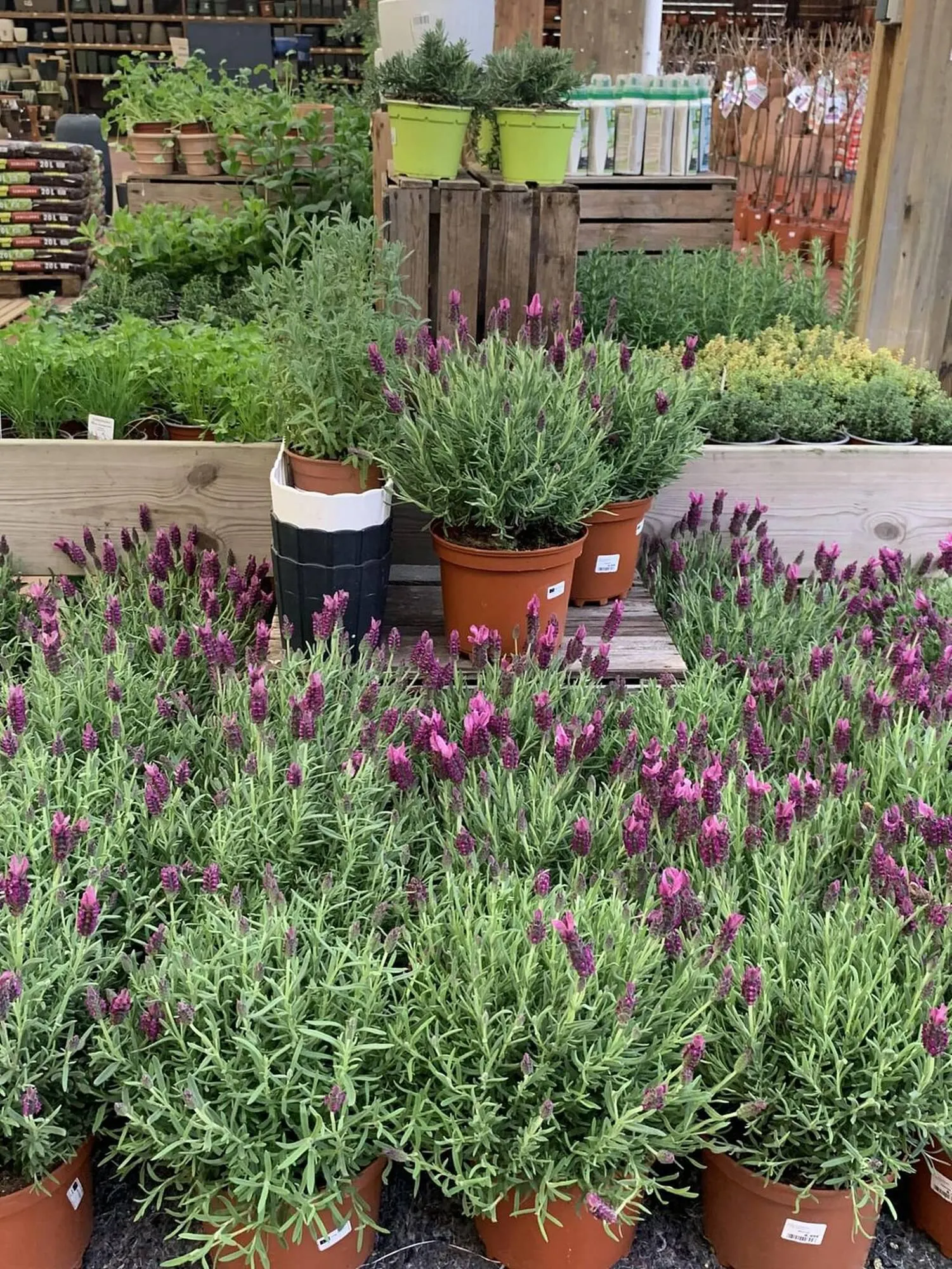 Folheto Folheto Jardiland de 21 de fevereiro até 10 de março 2024 - Pagina 5