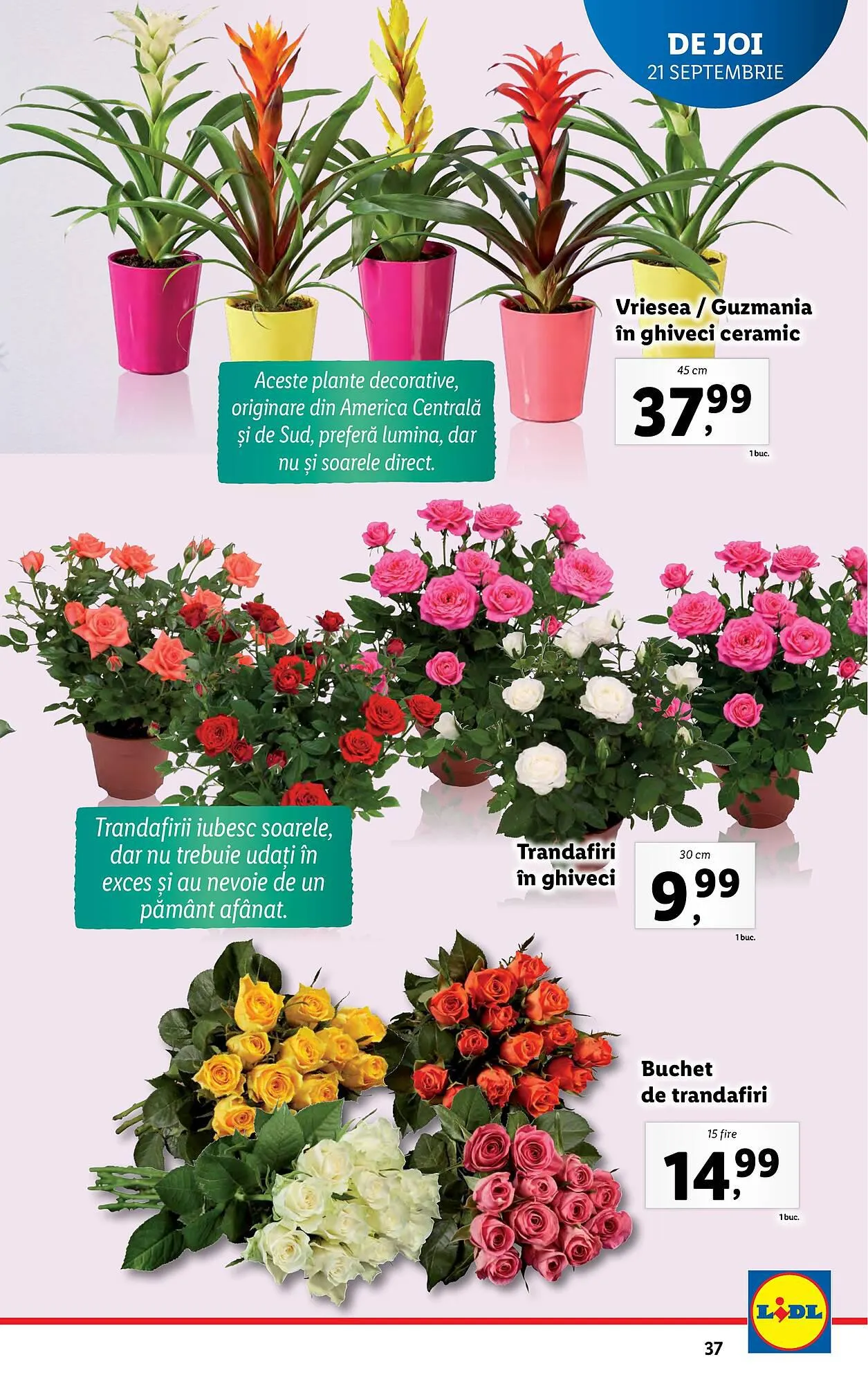 Catalog Lidl catalog de la 18 septembrie până la 24 septembrie 2023 - Revista Pagina 37