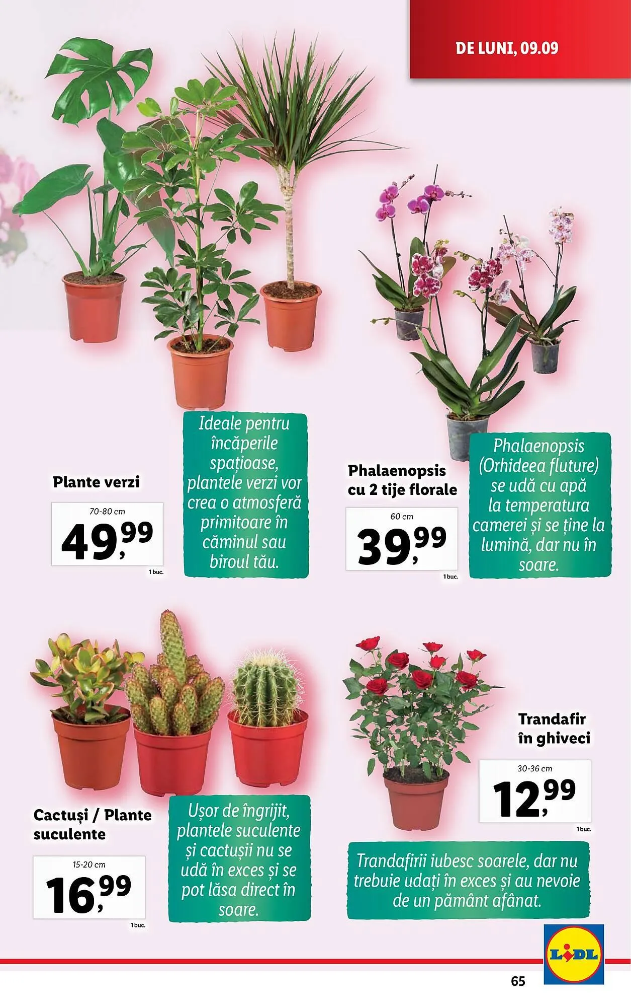 Catalog Catalog Lidl de la 9 septembrie până la 15 septembrie 2024 - Revista Pagina 65