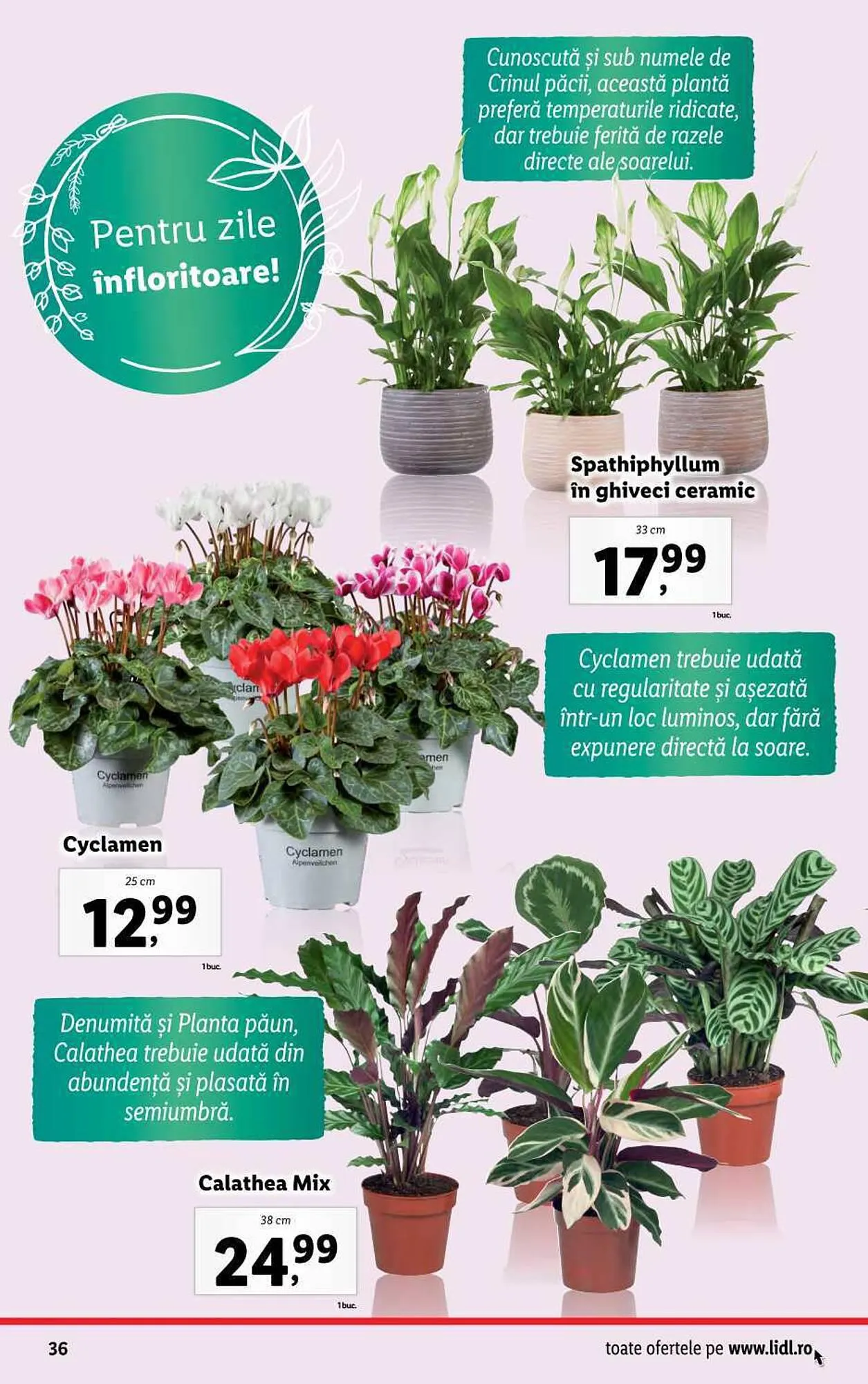 Catalog Lidl catalog de la 4 septembrie până la 10 septembrie 2023 - Revista Pagina 36