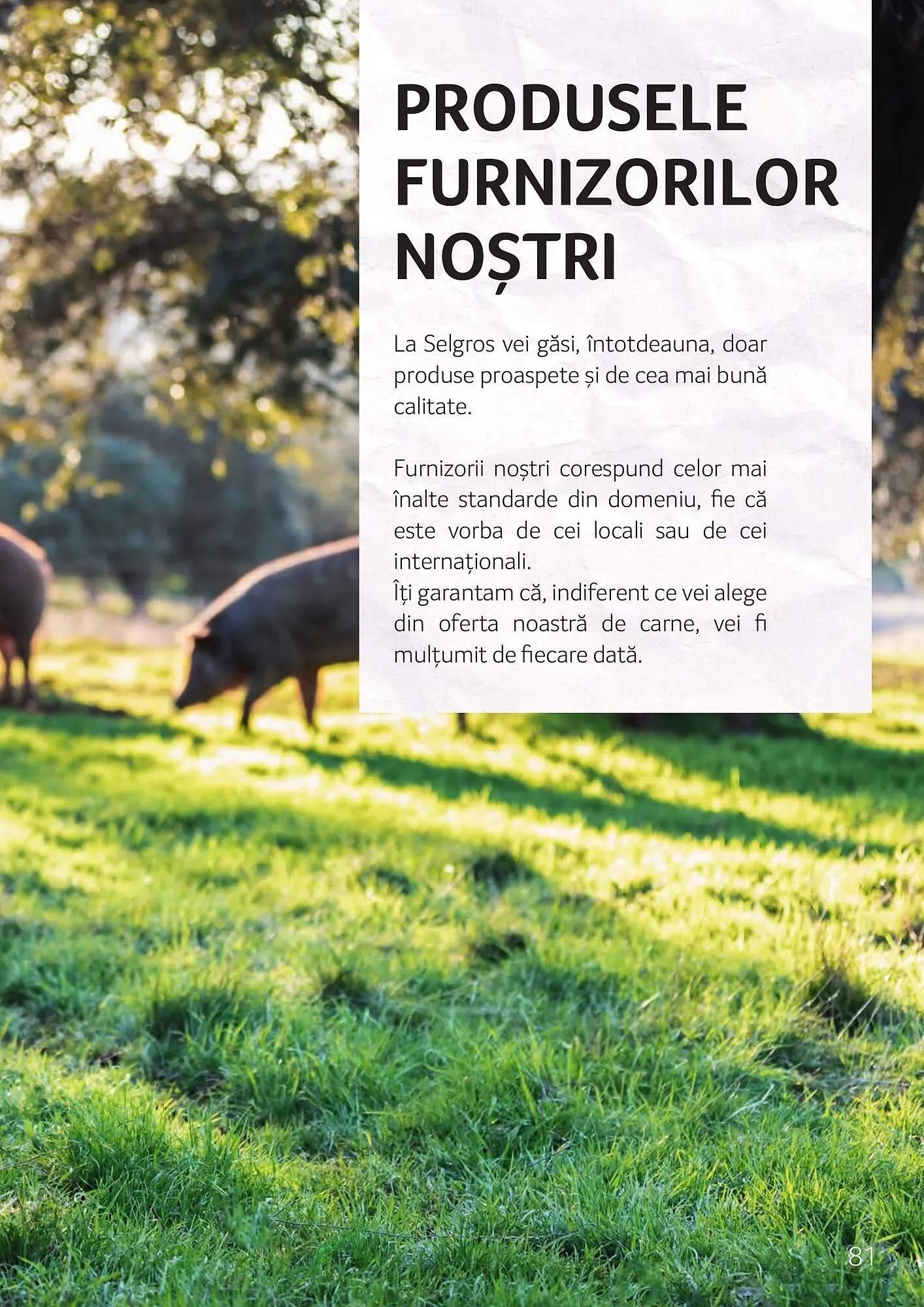 Catalog Catalog Selgros de la 3 octombrie până la 30 noiembrie 2025 - Revista Pagina 81