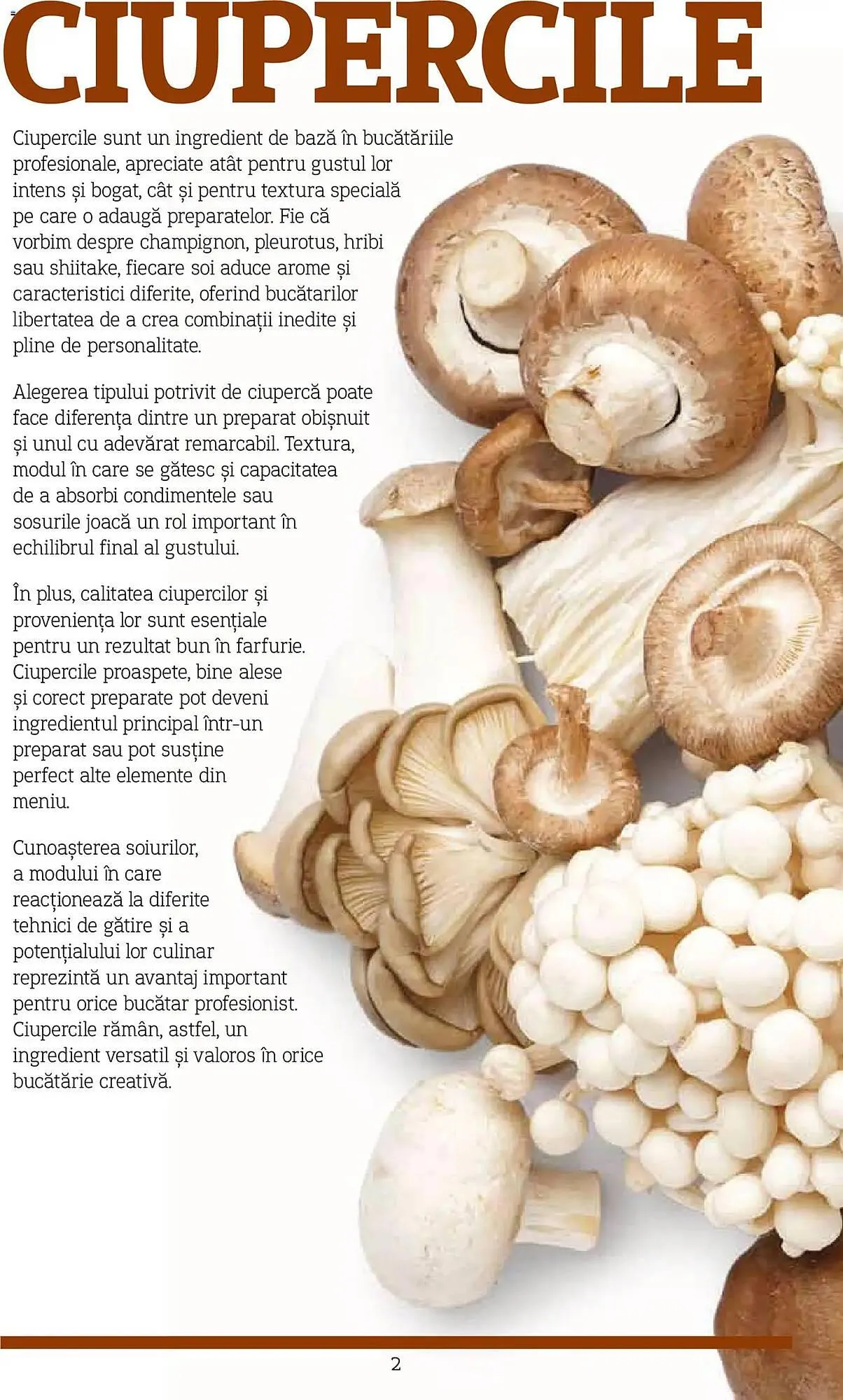 Catalog Catalog Metro de la 9 noiembrie până la 31 decembrie 2026 - Revista Pagina 2