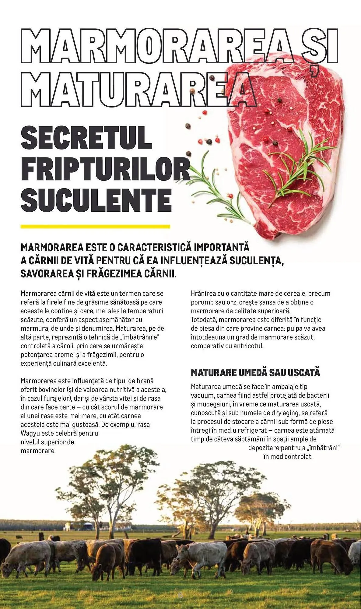 Catalog Catalog Metro de la 9 aprilie până la 31 decembrie 2025 - Revista Pagina 6