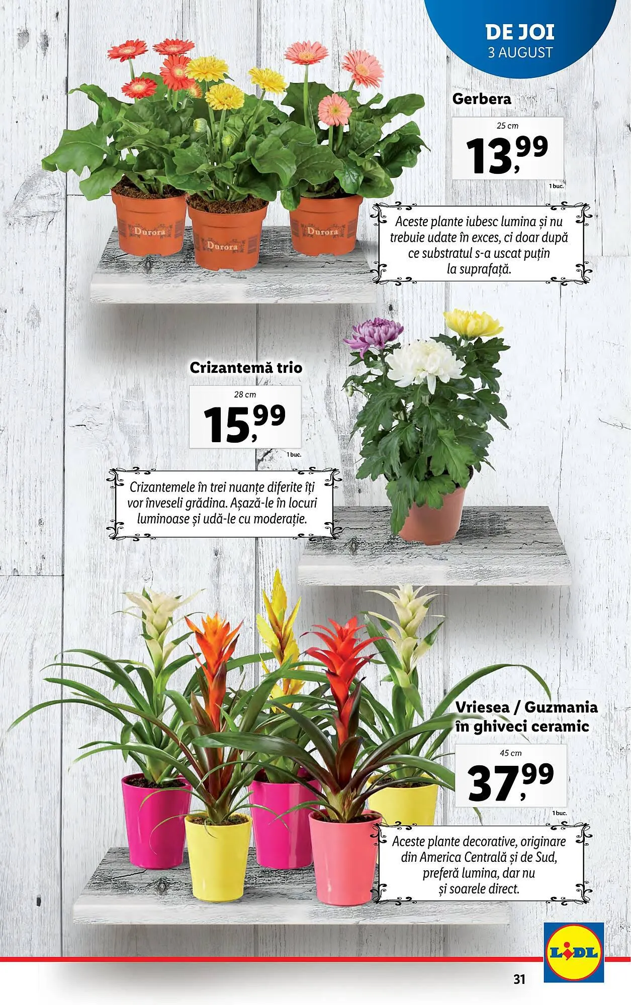 Catalog Lidl catalog de la 31 iulie până la 6 august 2023 - Revista Pagina 31