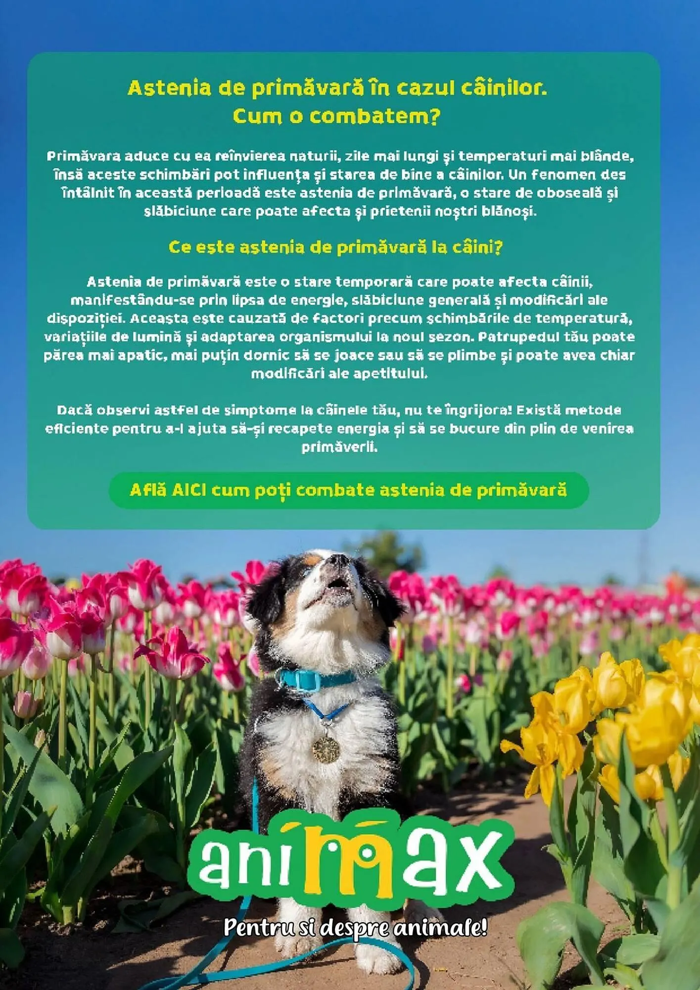 Catalog Magazine Animax de la 1 aprilie până la 30 aprilie 2026 - Revista Pagina 10