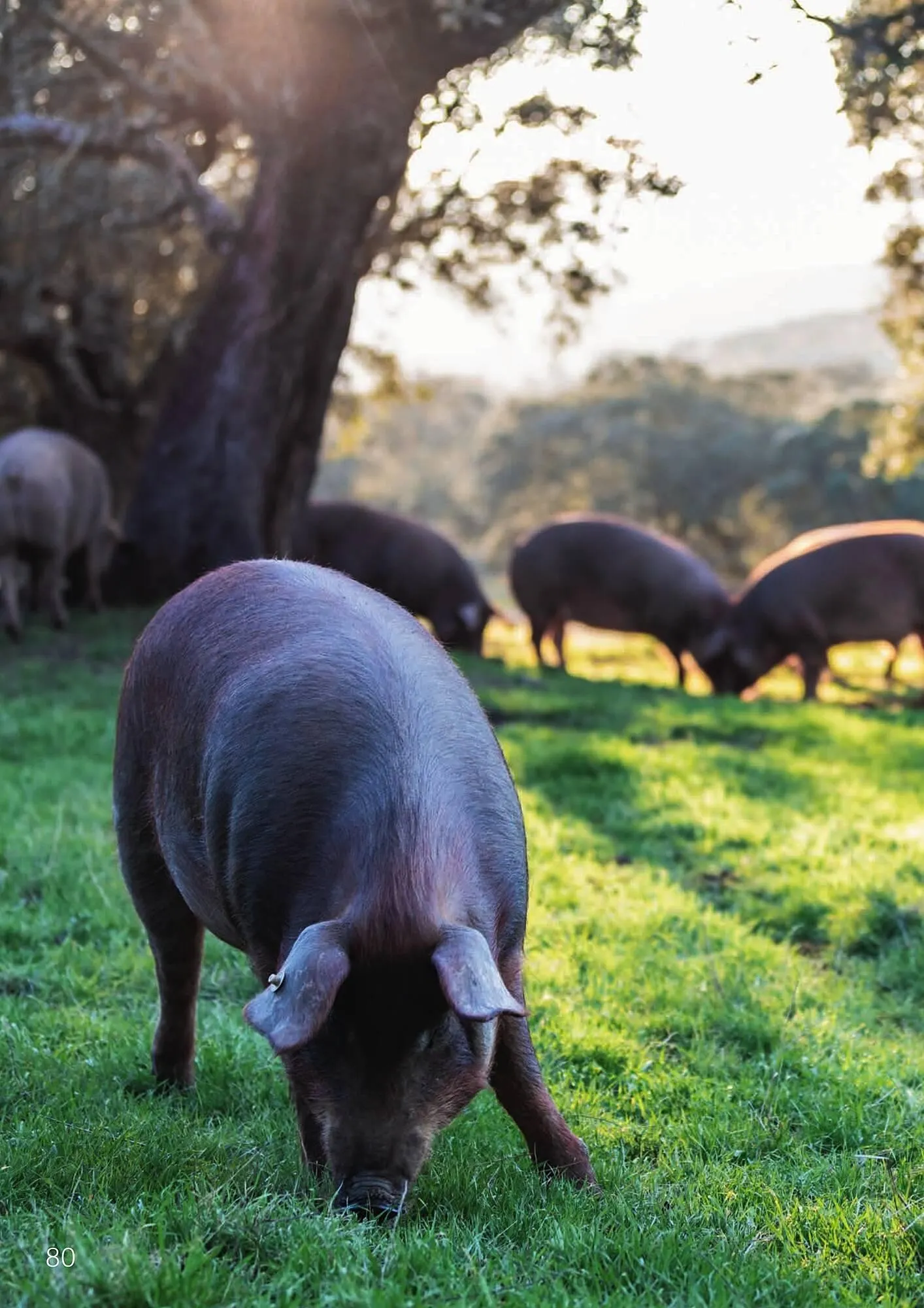 Catalog Catalog Selgros de la 3 octombrie până la 30 noiembrie 2025 - Revista Pagina 80