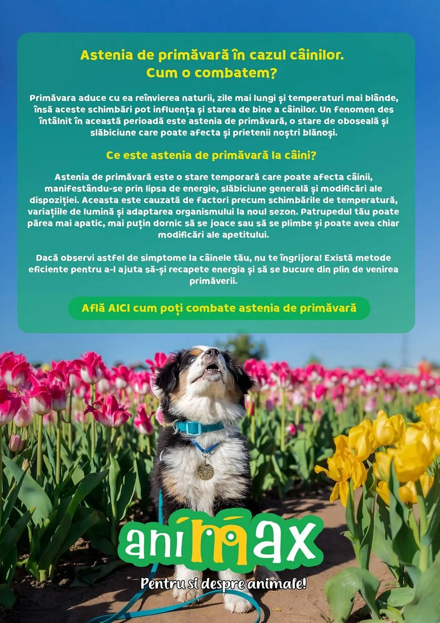 Catalog Catalog Animax de la 4 martie până la 31 martie 2025 - Revista Pagina 10