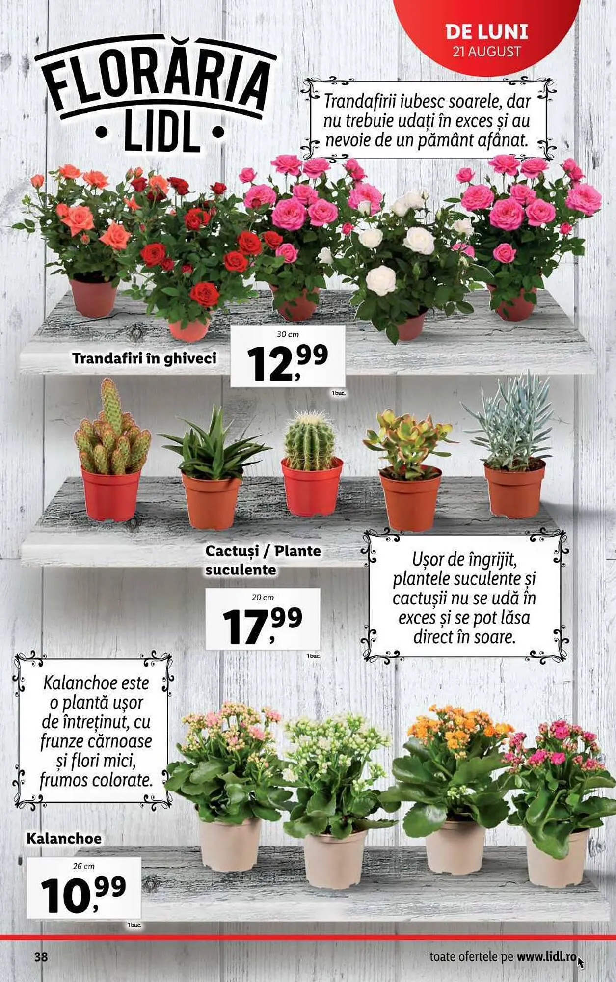 Catalog Lidl catalog de la 21 august până la 27 august 2023 - Revista Pagina 38