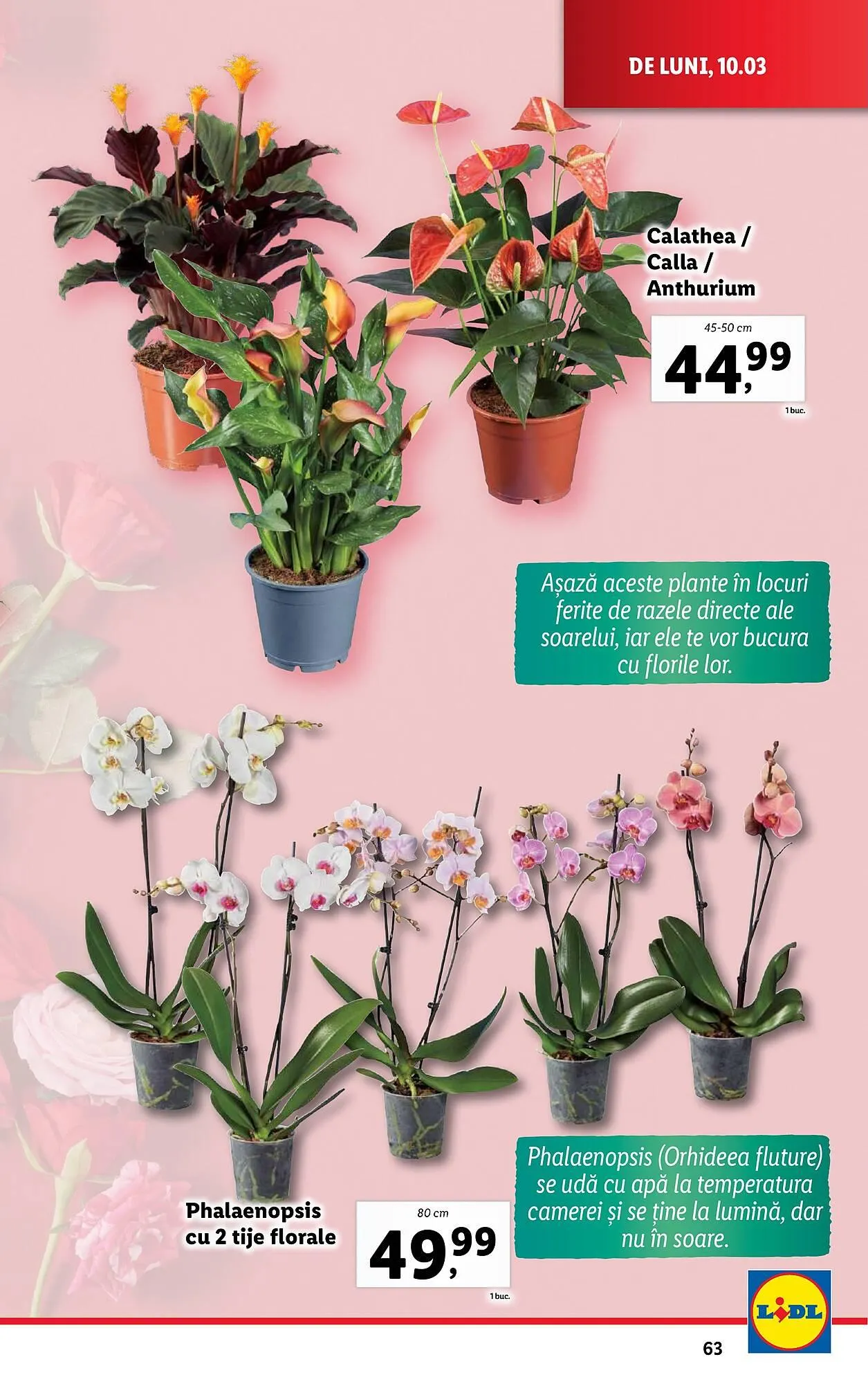 Catalog Catalog Lidl de la 10 martie până la 16 martie 2025 - Revista Pagina 63