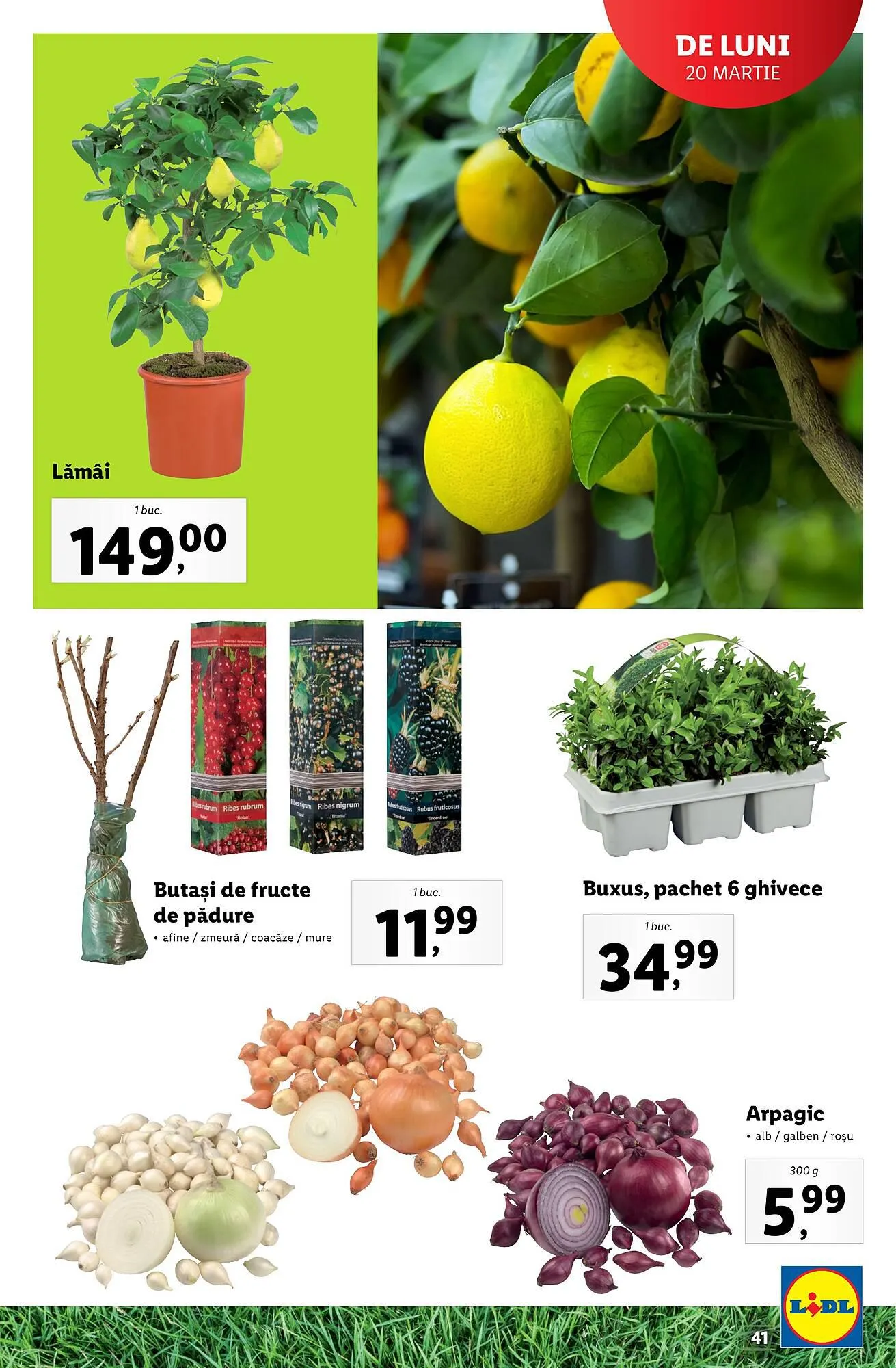 Catalog Lidl catalog de la 13 februarie până la 31 decembrie 2023 - Revista Pagina 41