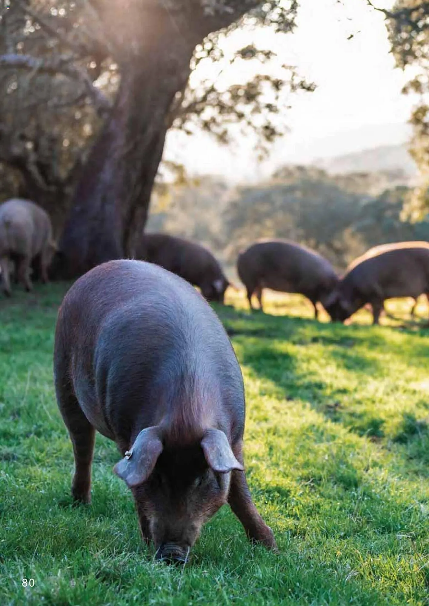 Catalog Selgros catalog de la 27 aprilie până la 31 decembrie 2023 - Revista Pagina 80