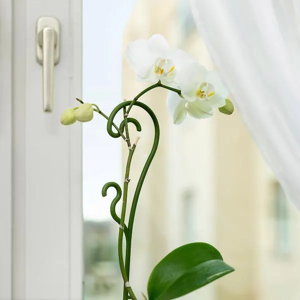 Suport plante, verde închis