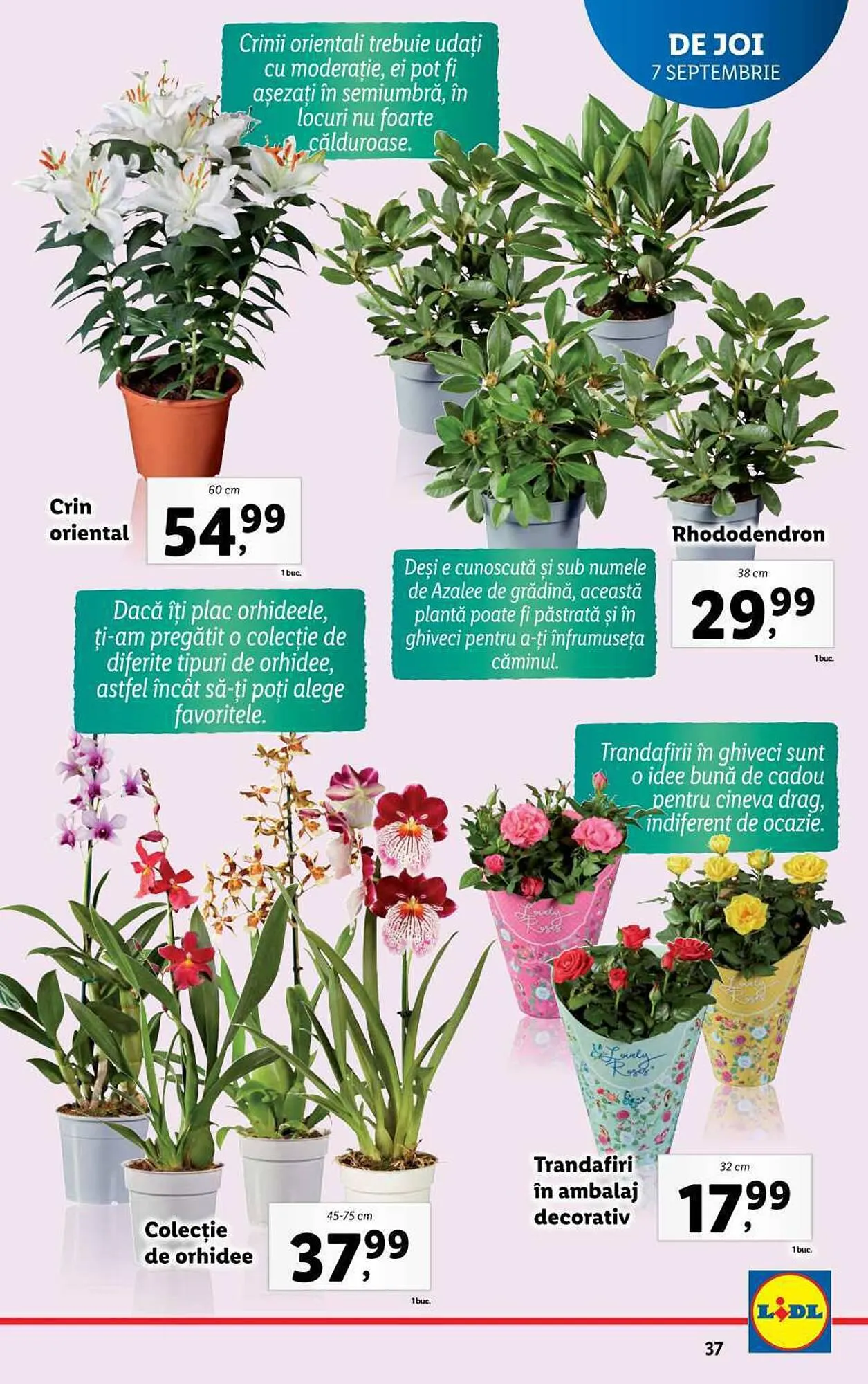 Catalog Lidl catalog de la 4 septembrie până la 10 septembrie 2023 - Revista Pagina 37