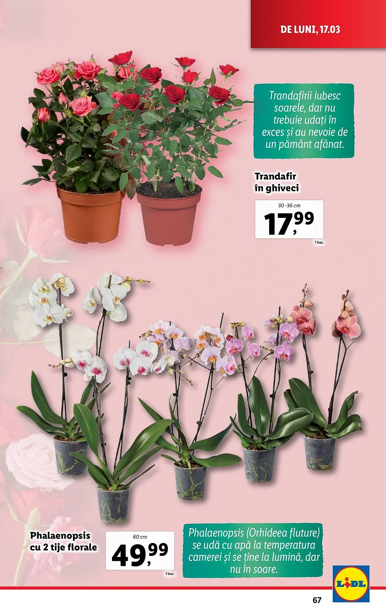 Catalog Catalog Lidl de la 17 martie până la 23 martie 2025 - Revista Pagina 67