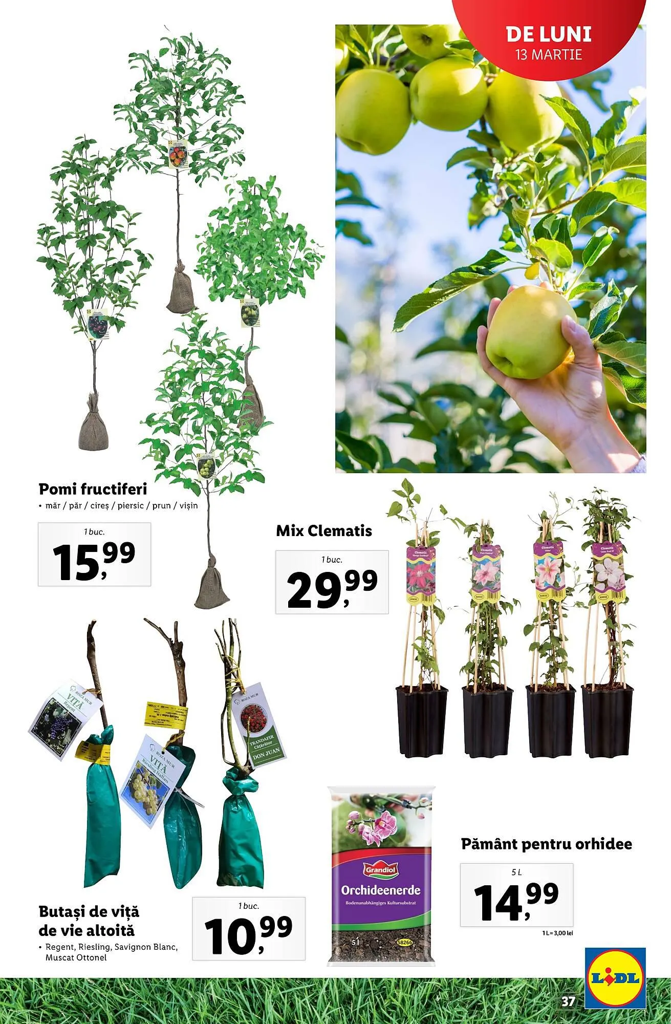 Catalog Lidl catalog de la 13 februarie până la 31 decembrie 2023 - Revista Pagina 37