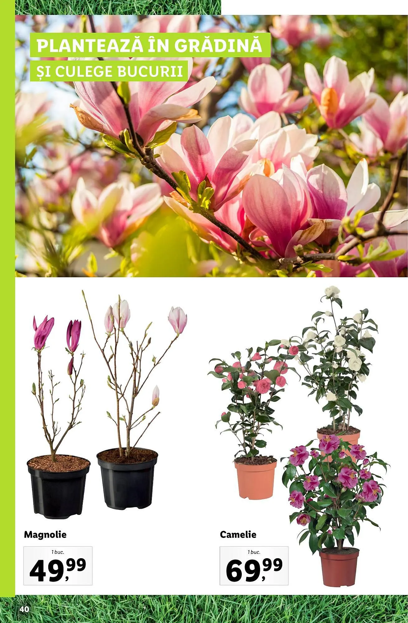 Catalog Lidl catalog de la 13 februarie până la 31 decembrie 2023 - Revista Pagina 40