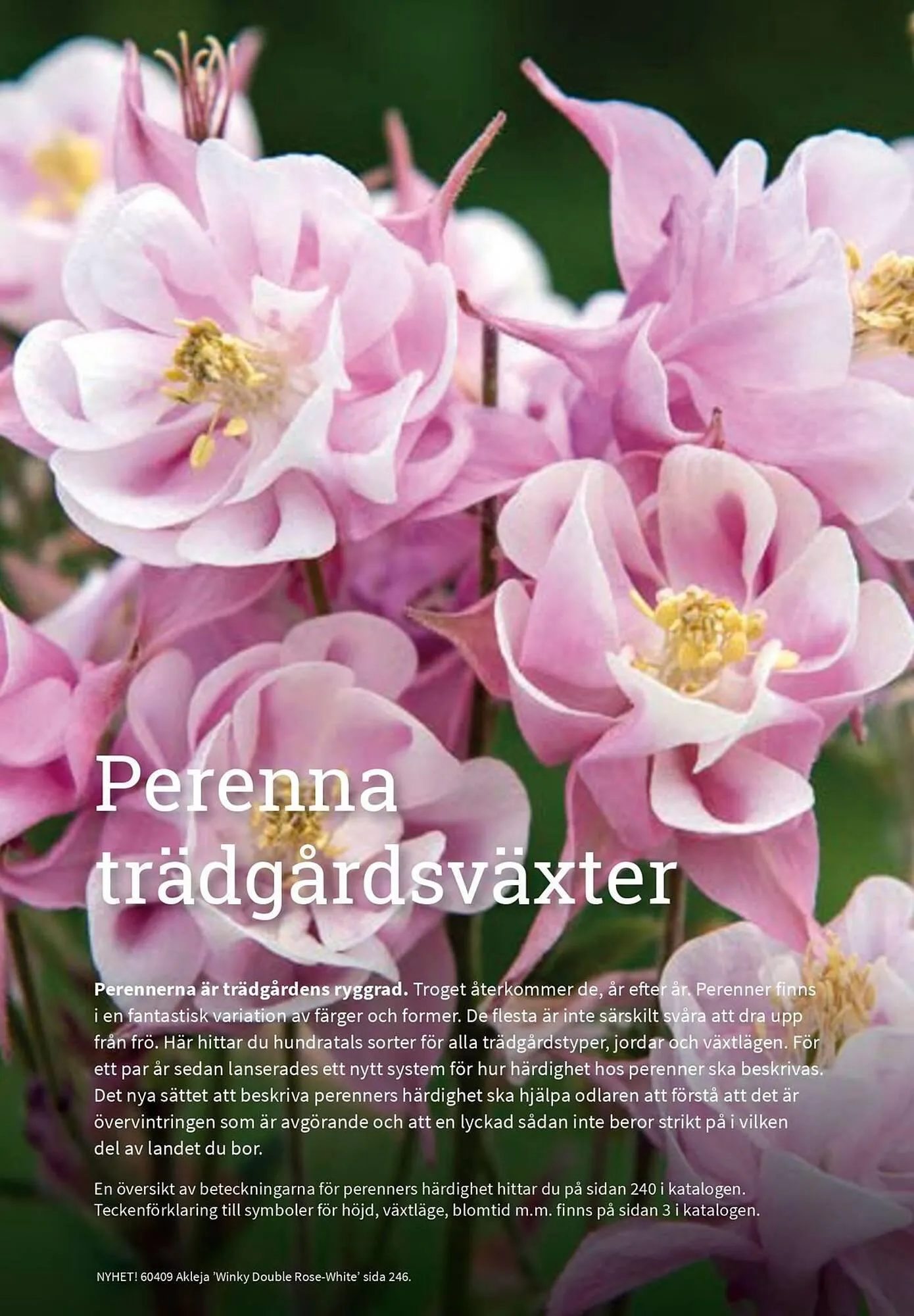 Granngården kampanjblad från 11 september till 31 december 2025 - Reklamblad sidor 239
