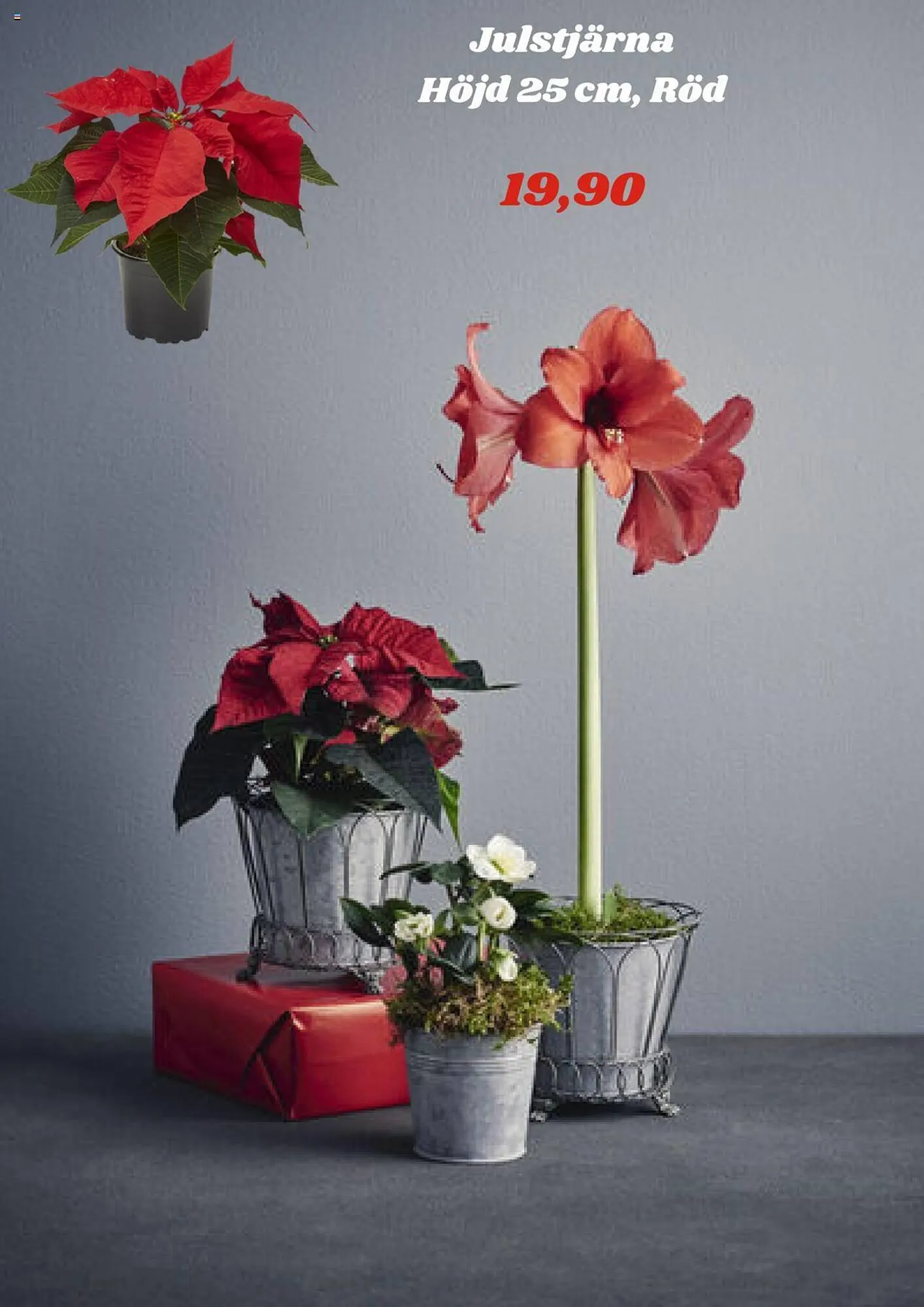 Plantagen reklamblad från 30 november till 17 december 2023 - Reklamblad sidor 2