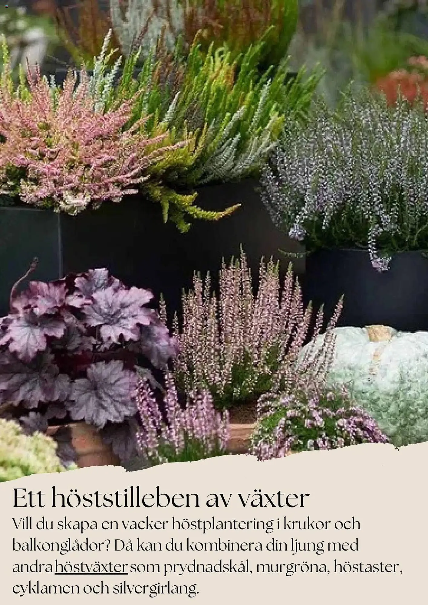 Plantagen annonsblad från 27 oktober till 26 november 2025 - Reklamblad sidor 4