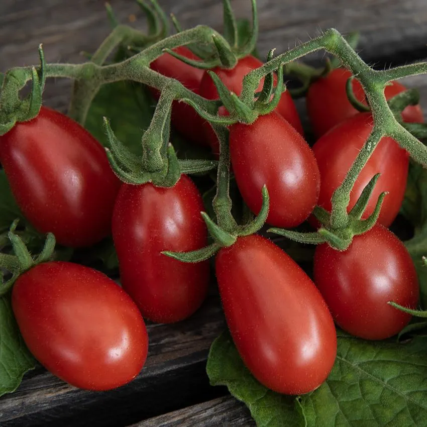 Plommontomat 'Celsior'