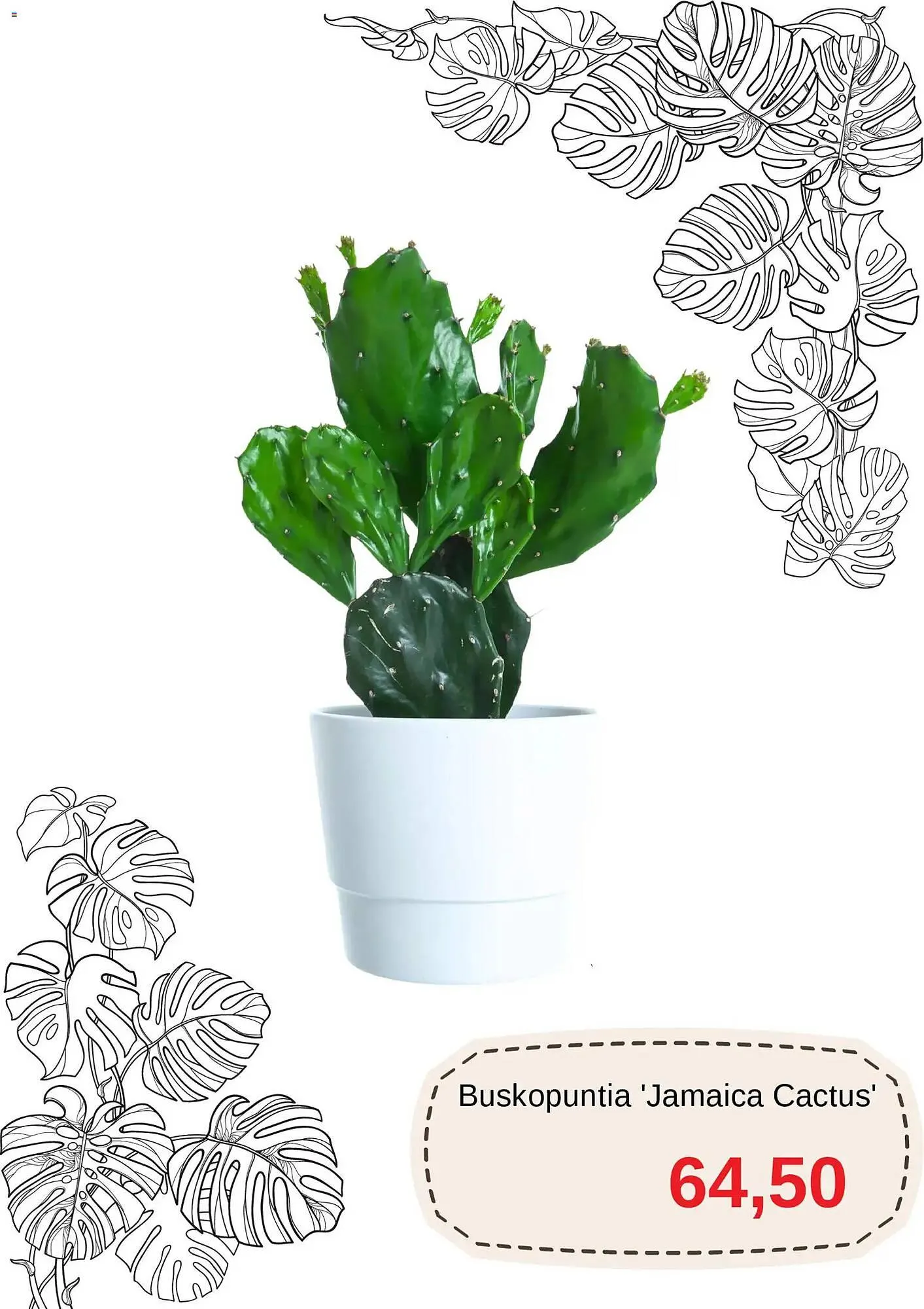 Blomsterlandet reklamblad från 15 januari till 26 januari 2026 - Reklamblad sidor 8