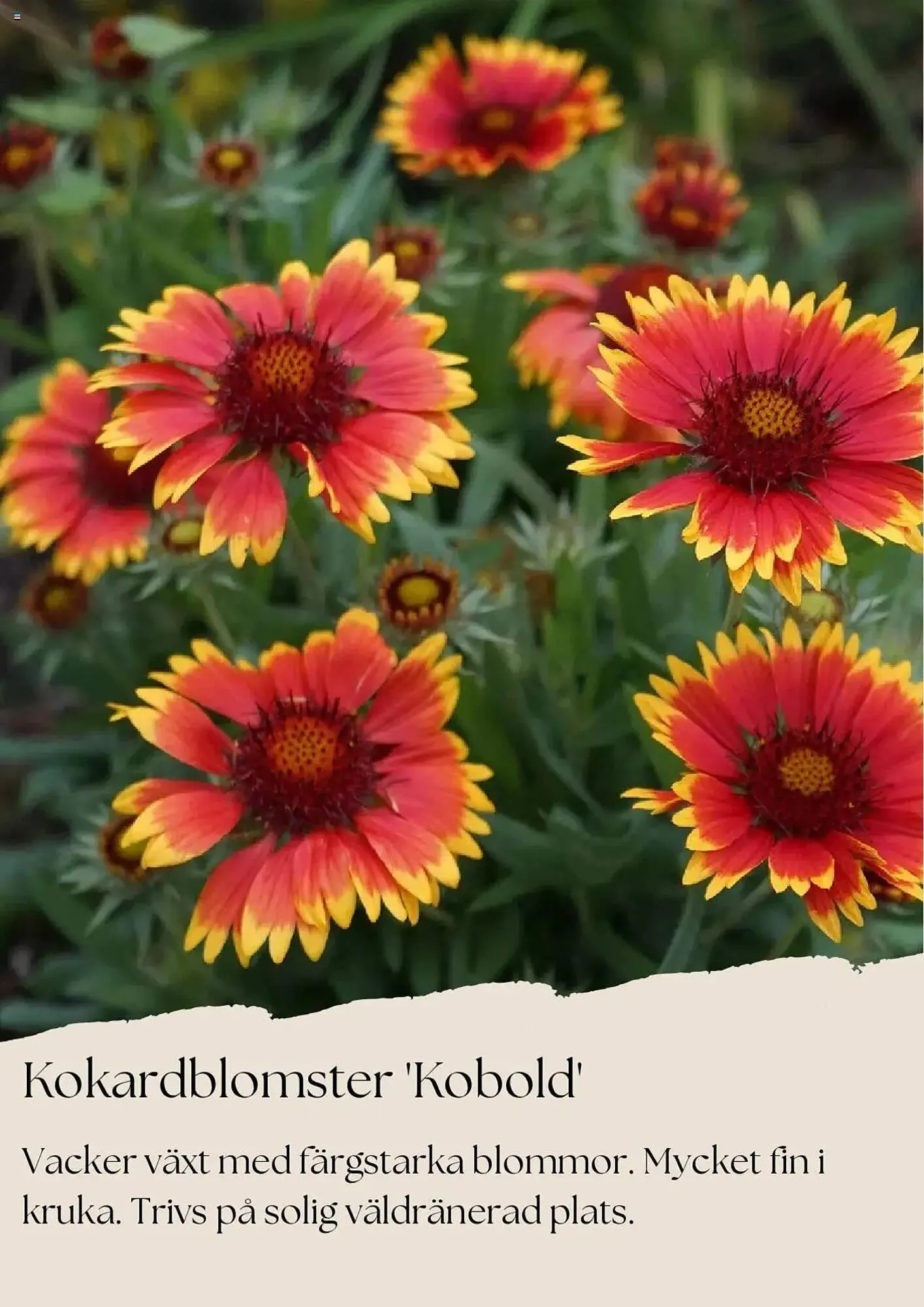 Plantagen reklamblad från 1 juli till 31 juli 2025 - Reklamblad sidor 9
