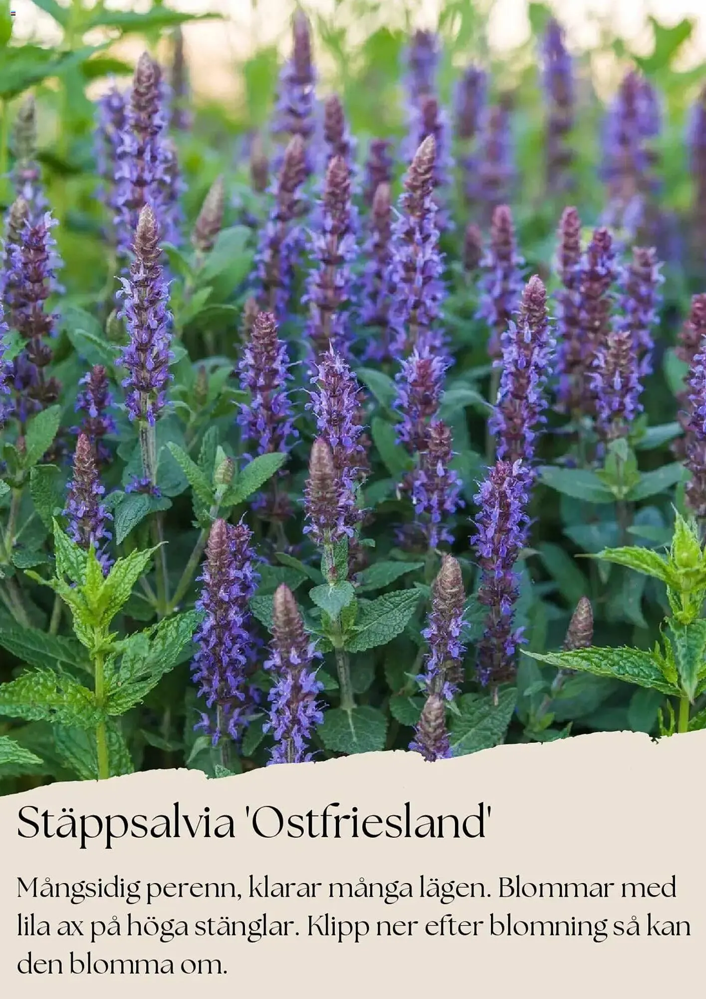 Plantagen reklamblad från 1 juli till 31 juli 2025 - Reklamblad sidor 7