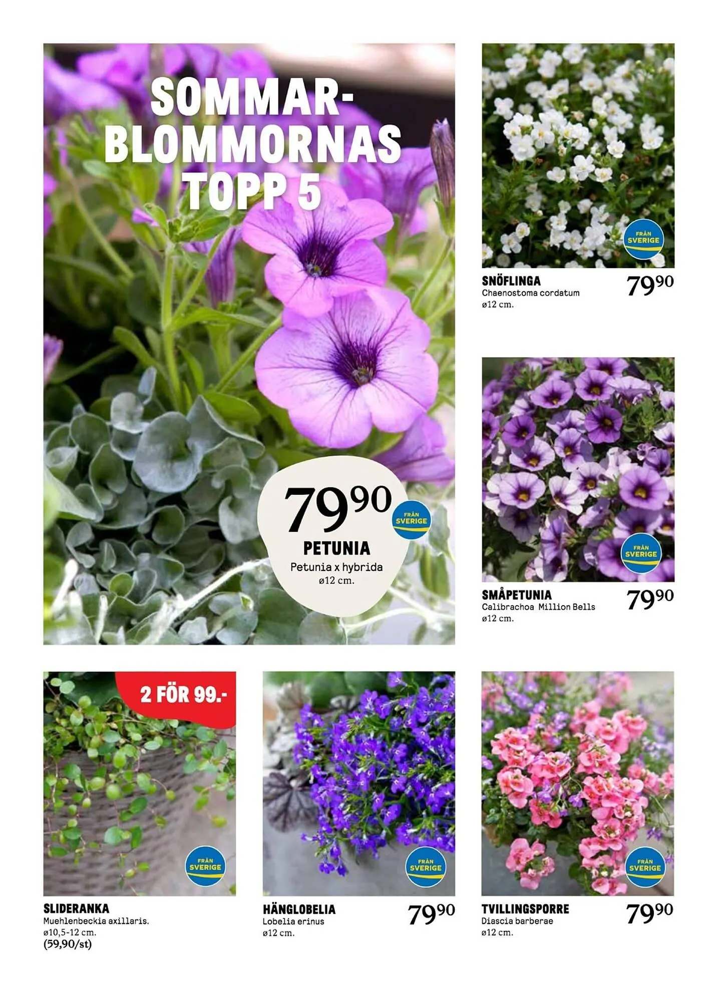 Blomsterlandet reklamblad från 12 maj till 18 maj 2025 - Reklamblad sidor 2