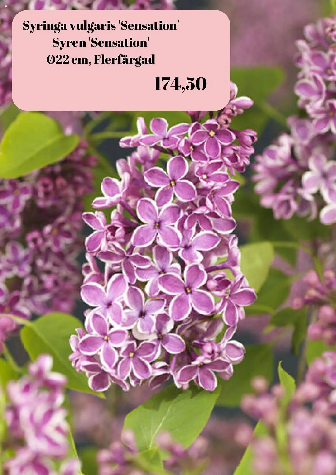 Plantagen reklamblad från 22 september till 5 oktober 2023 - Reklamblad sidor 6