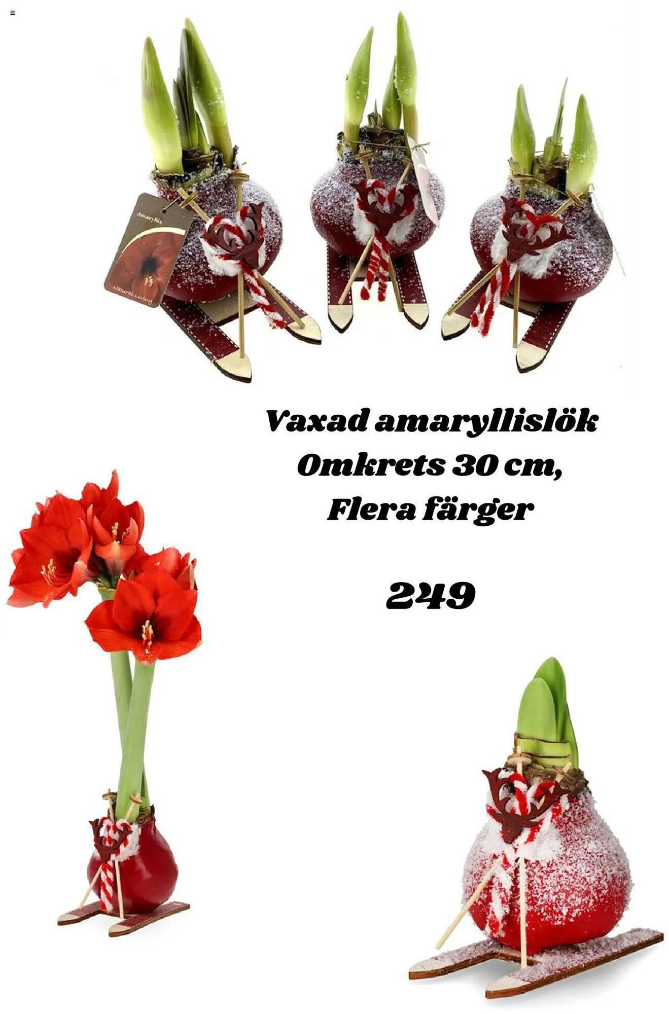 Plantagen reklamblad från 30 november till 17 december 2023 - Reklamblad sidor 5
