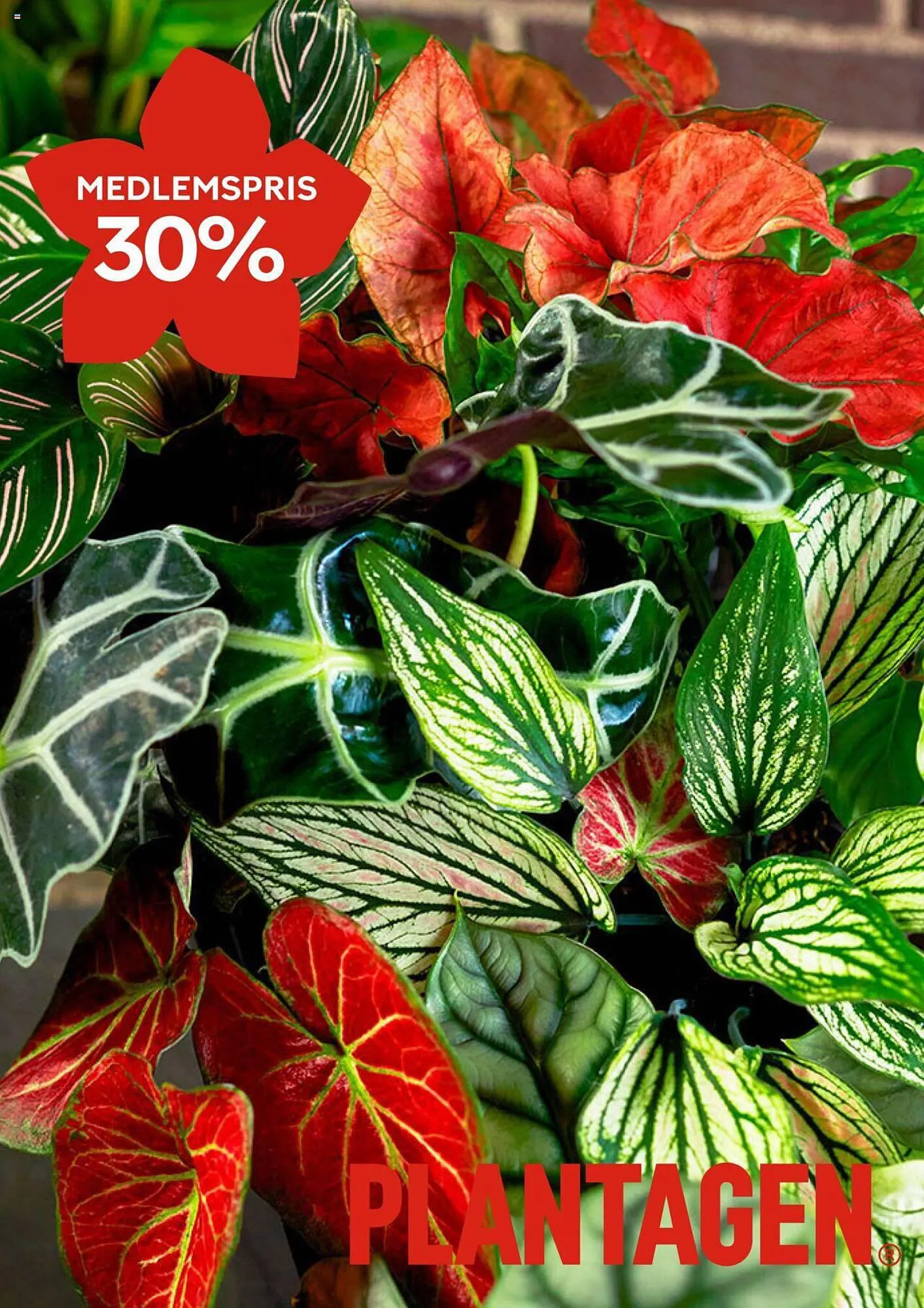 Plantagen reklamblad från 8 januari till 15 januari 2024 - Reklamblad sidor 