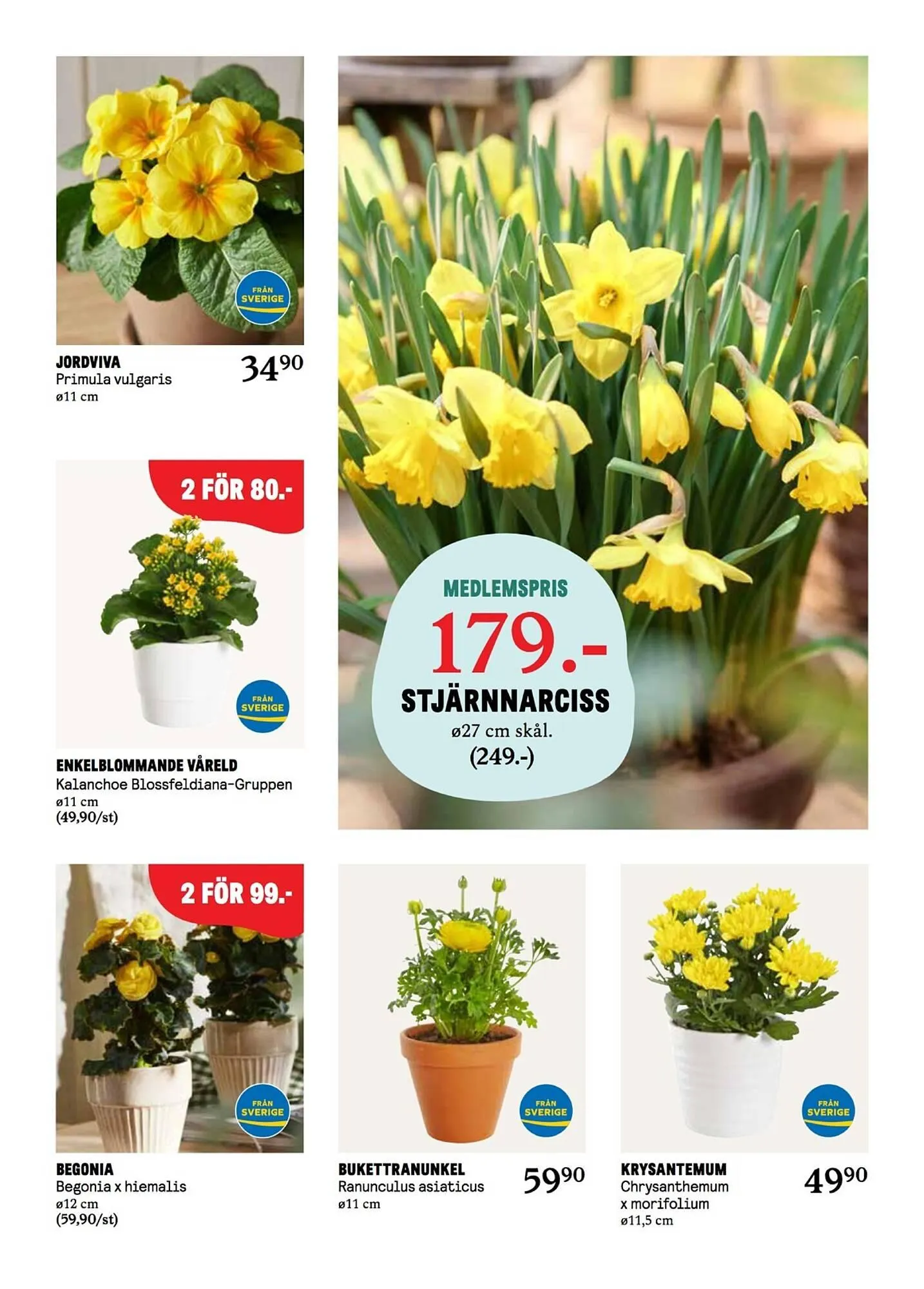 Blomsterlandet reklamblad från 31 mars till 6 april 2025 - Reklamblad sidor 3