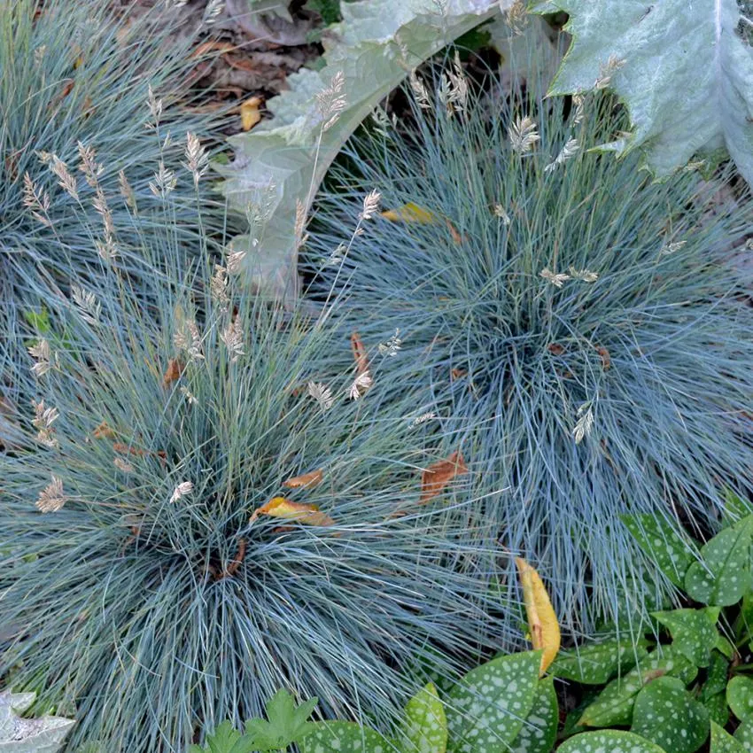 Blåsvingel 'Varna'
