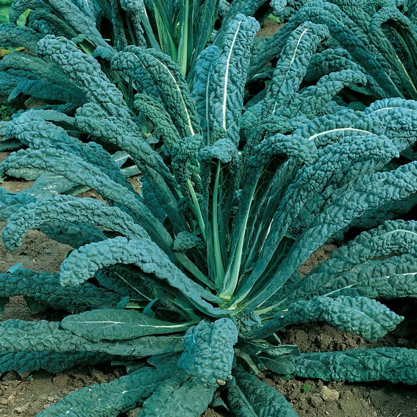 Palmkål 'Nero di Toscana'