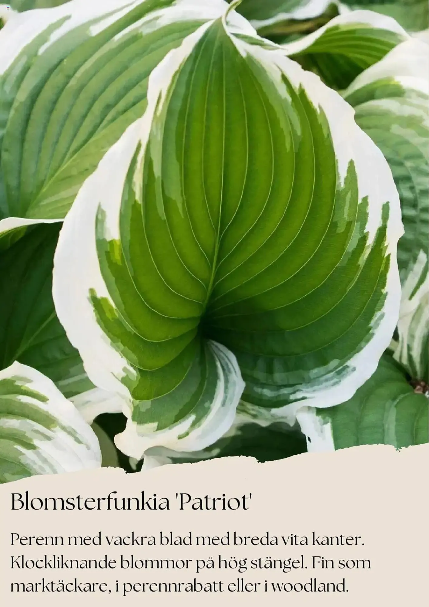 Plantagen reklamblad från 1 augusti till 31 augusti 2025 - Reklamblad sidor 9