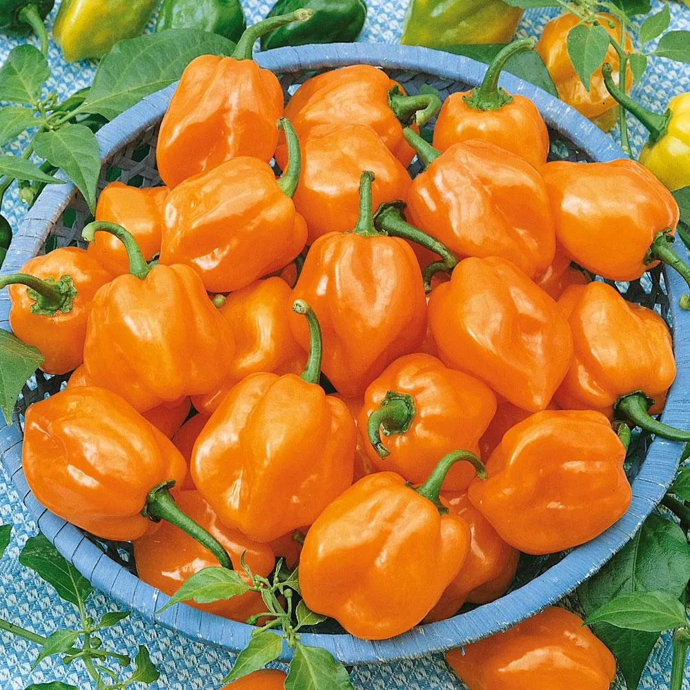 Havannapeppar 'Habanero Orange'