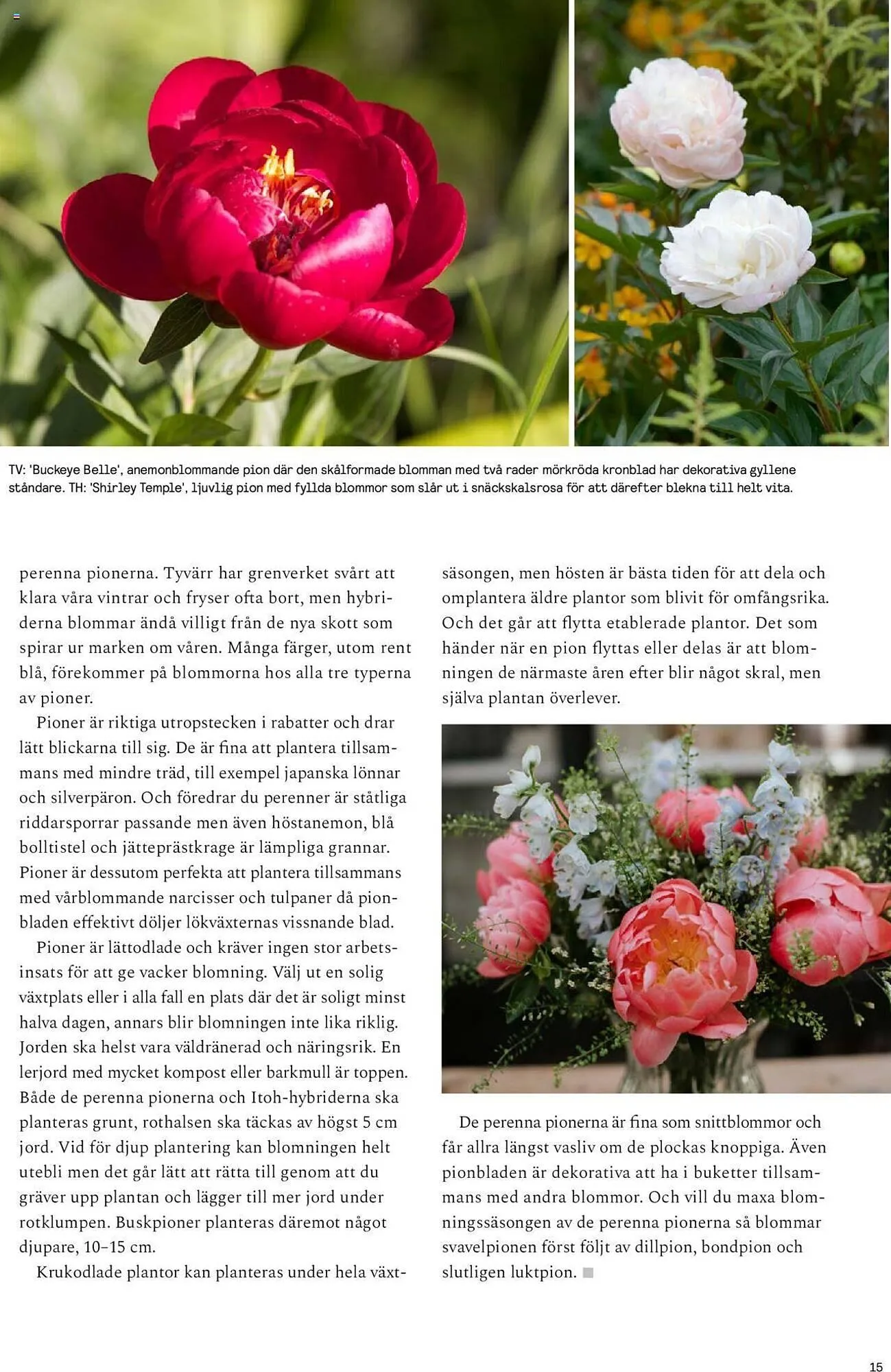 Blomsterlandet reklamblad från 13 maj till 26 maj 2024 - Reklamblad sidor 15