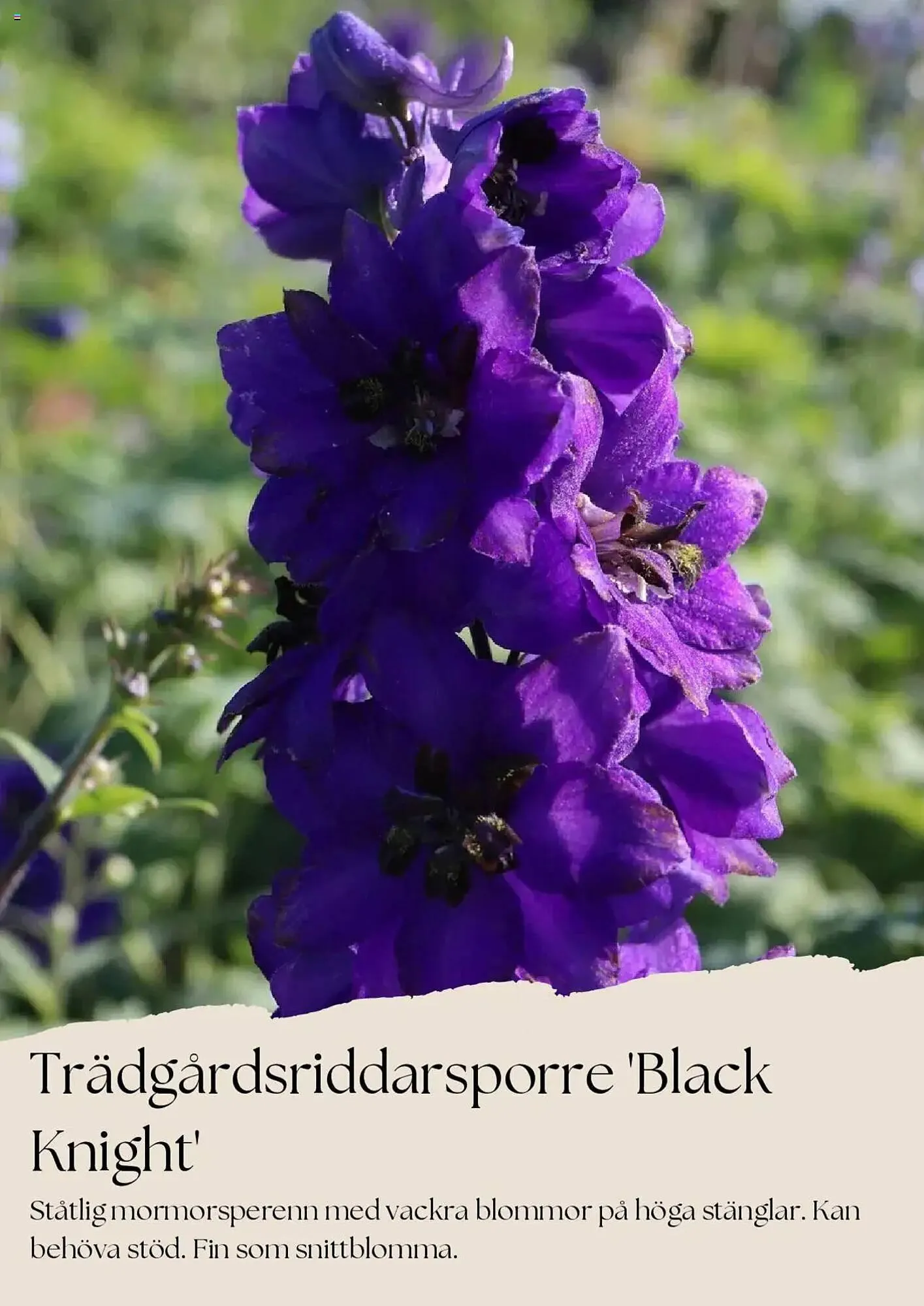 Plantagen reklamblad från 1 juli till 31 juli 2025 - Reklamblad sidor 3