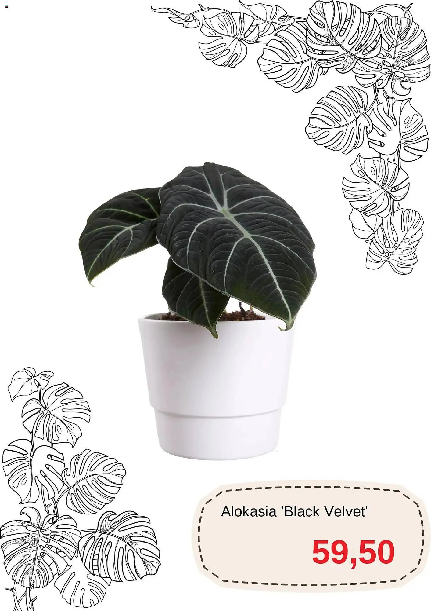 Blomsterlandet reklamblad från 1 november till 16 november 2025 - Reklamblad sidor 3